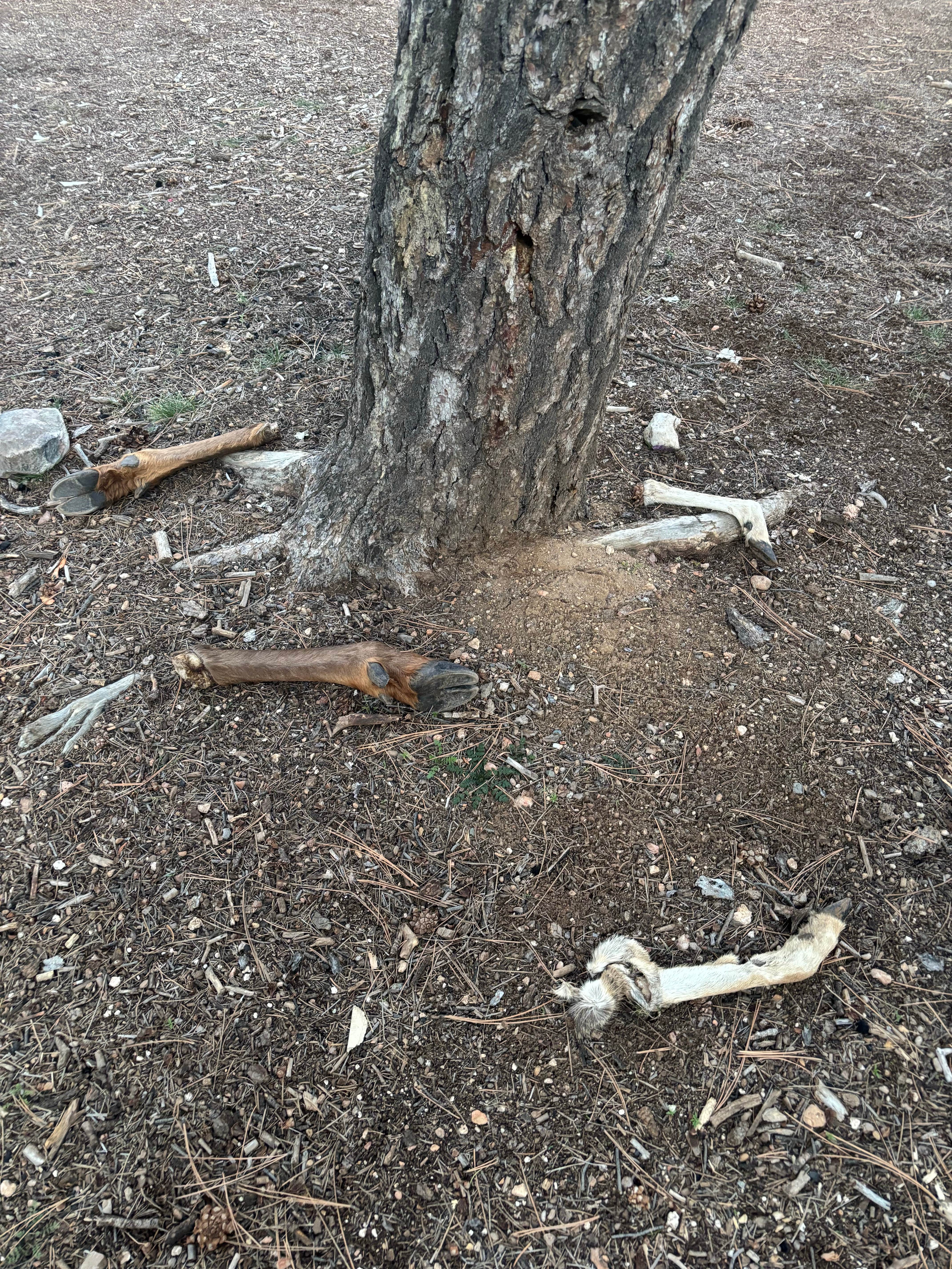 Camping near Tusayan-Montane — Grand Canyon National Park: 306 V, Grand Canyon, Arizona