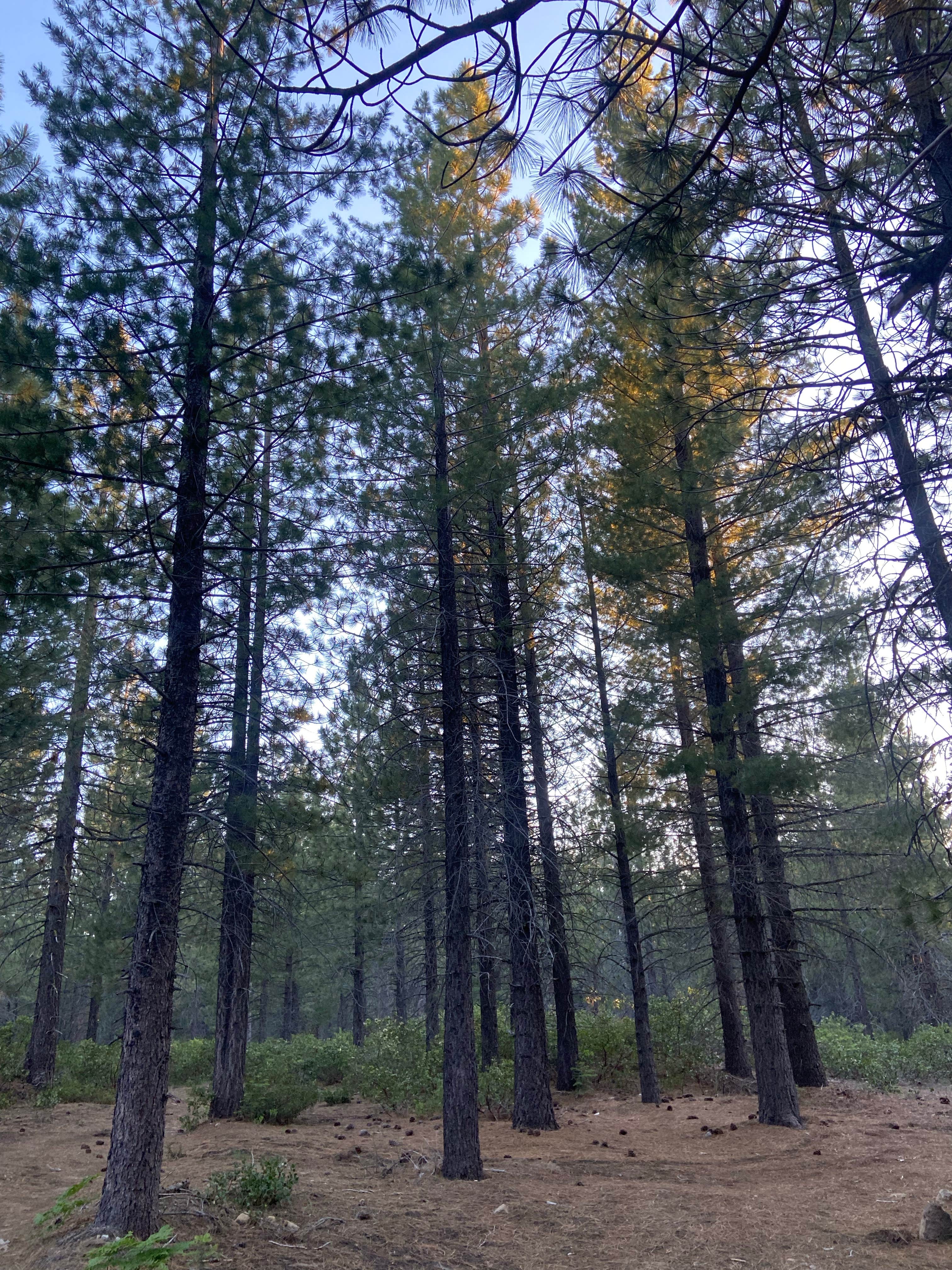 Camping near Manzanita Lake Campground — Lassen Volcanic National Park: 31N17N - North Manzanita Dispersed Camping, Lassen Volcanic National Park, California