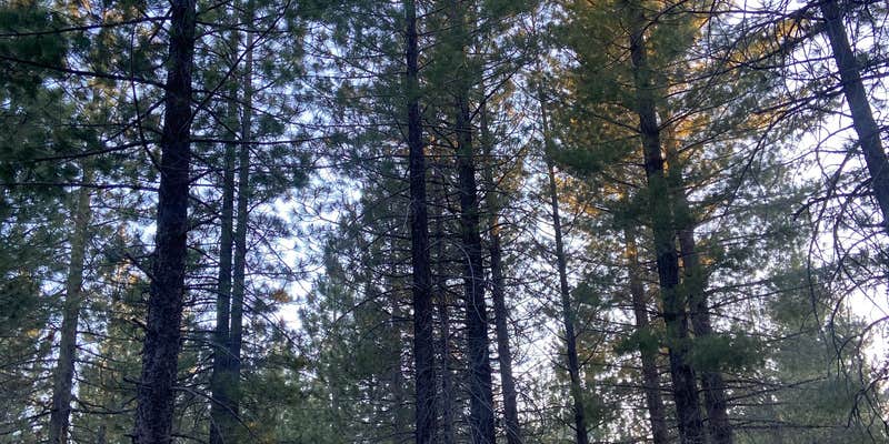 Camper submitted image from 31N17N - North Manzanita Dispersed Camping