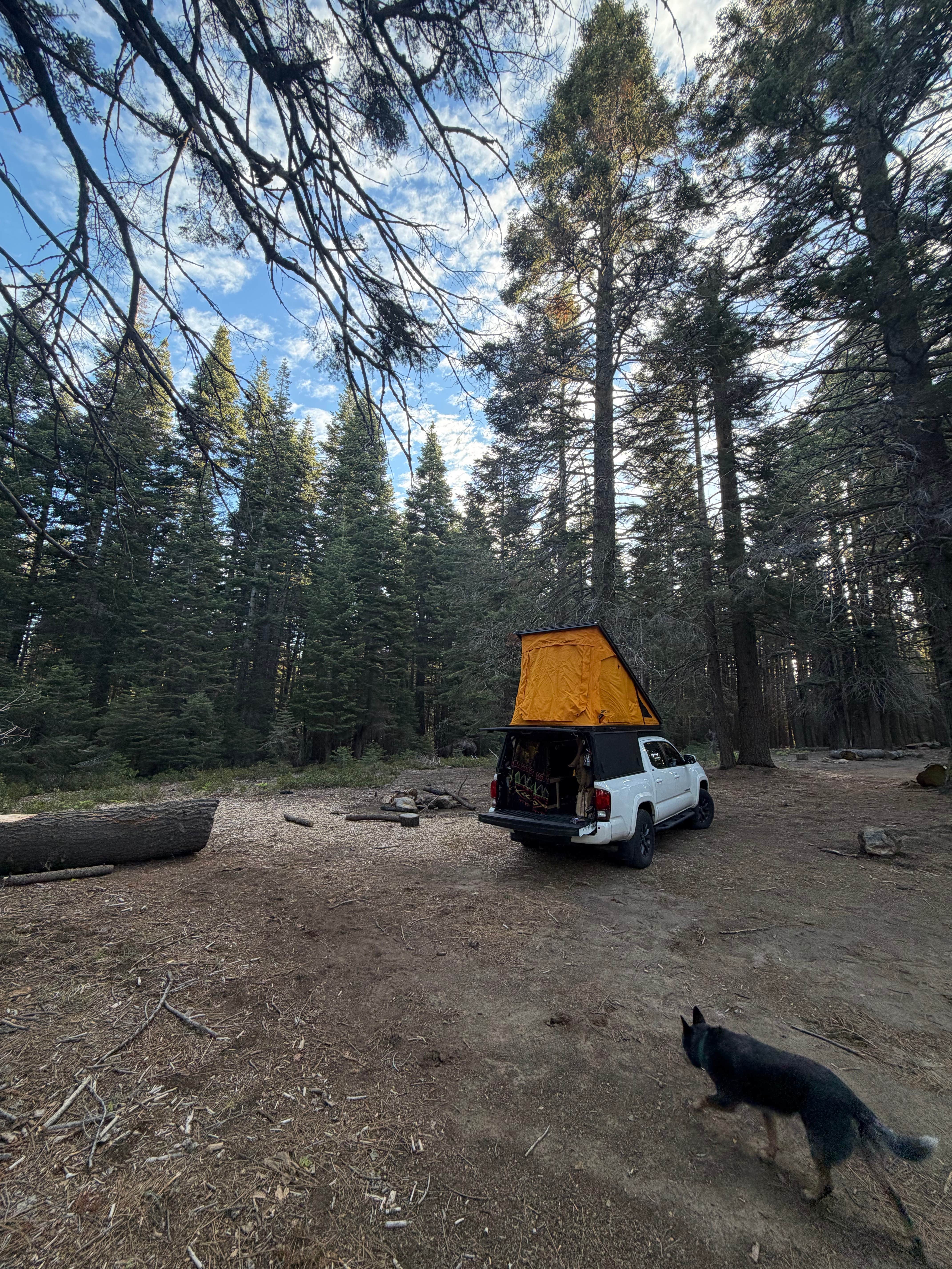 Grant M.'s photo of camping with pets at 31N17N - North Manzanita Dispersed Camping near Redwoods, CA