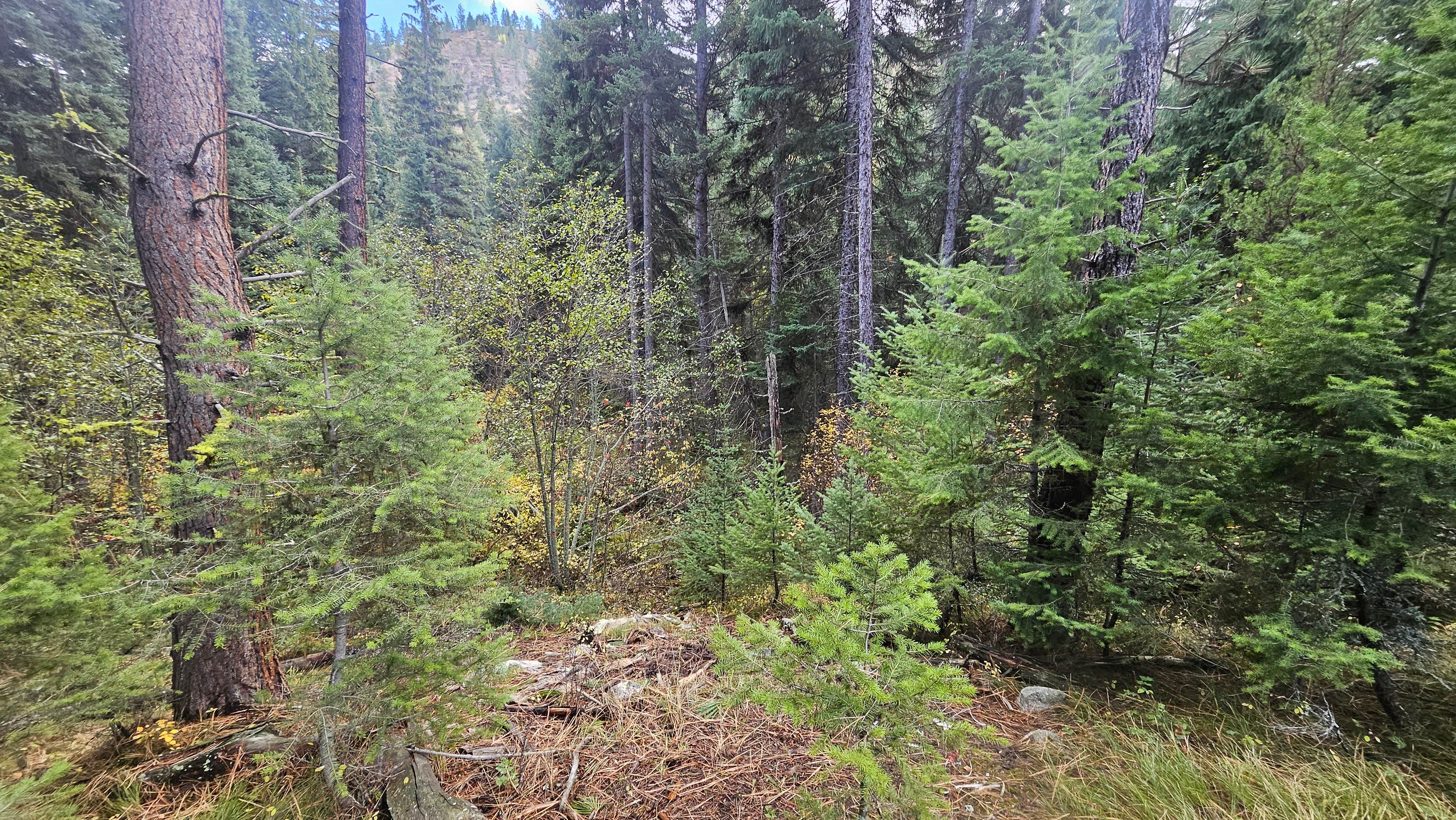 Camper-submitted photo at 4 or 5 dispersed sites along Chaffin Creek road near Gibbonsville, ID