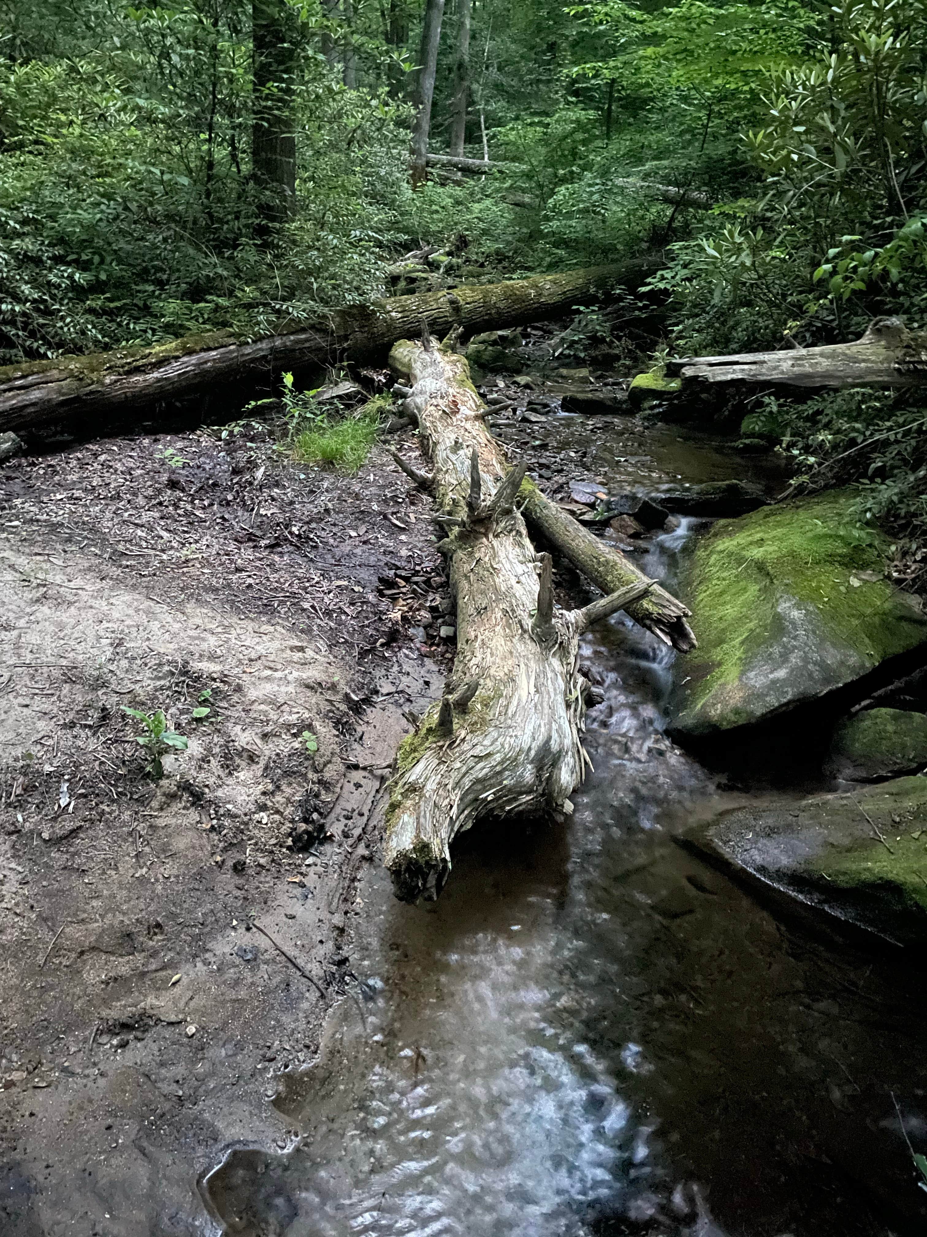 Camper-submitted photo at 475b near Glendale, SC