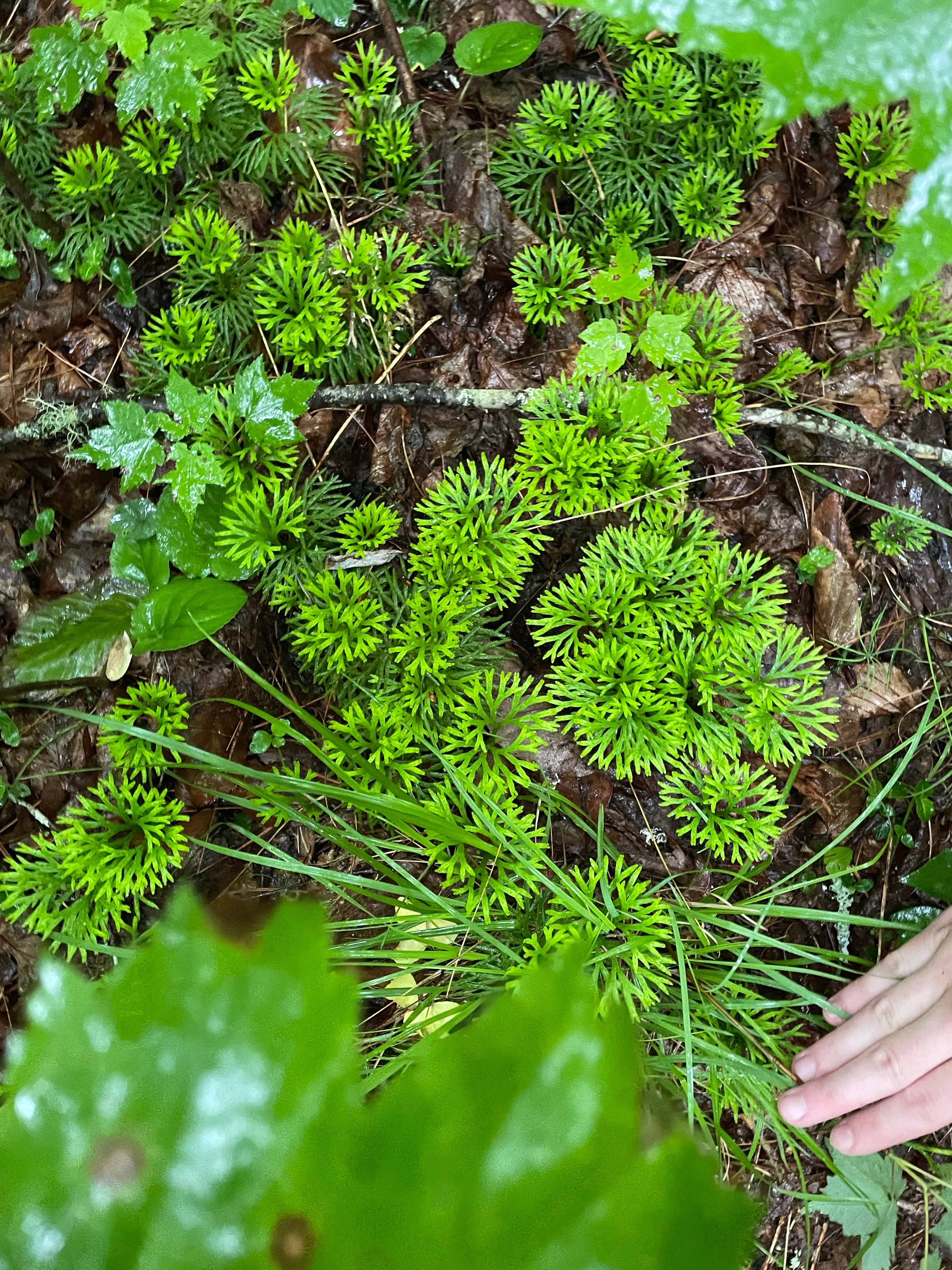 Camper-submitted photo at 475b near Glendale, SC