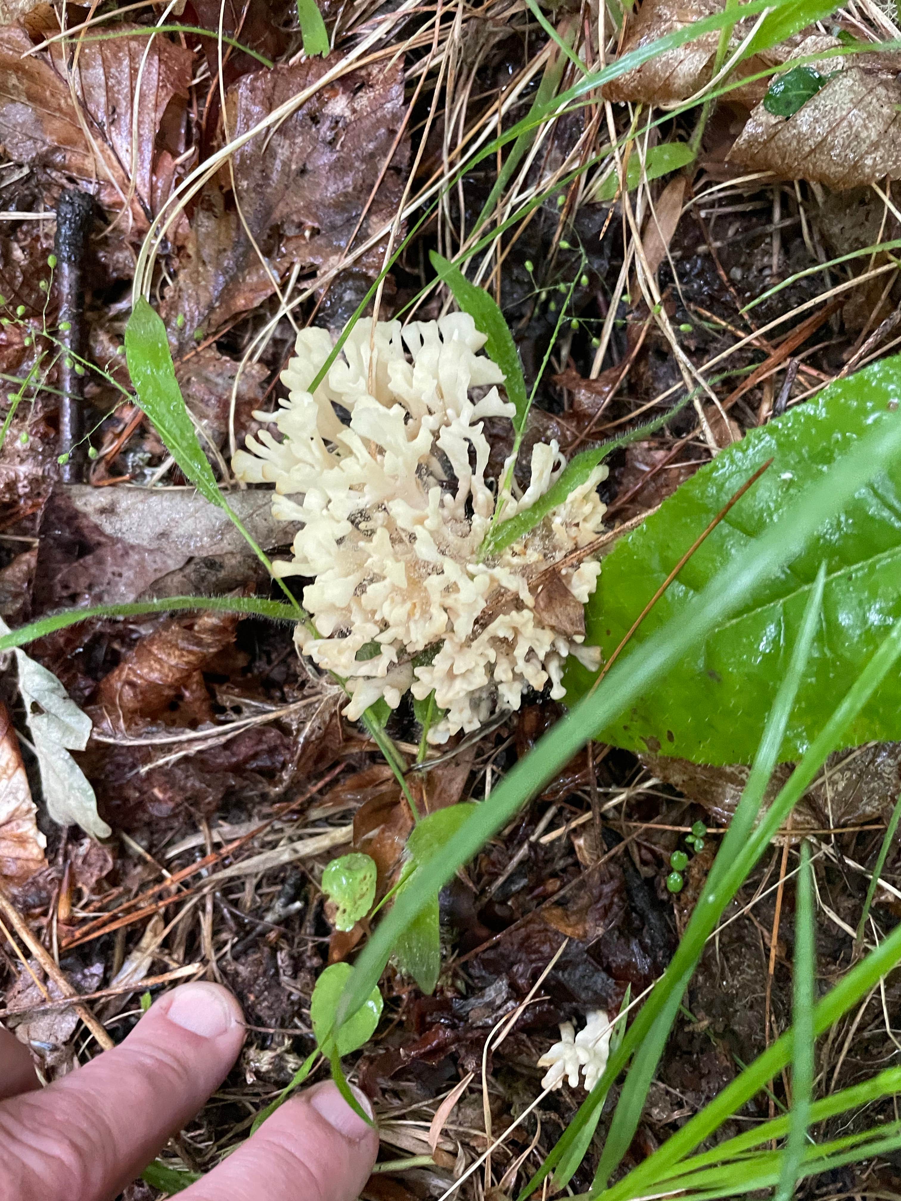 Camper-submitted photo at 475b near Glendale, SC