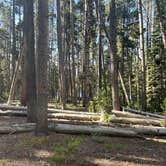 Review photo of 4R2 Back country campsite by Corda B., July 6, 2024