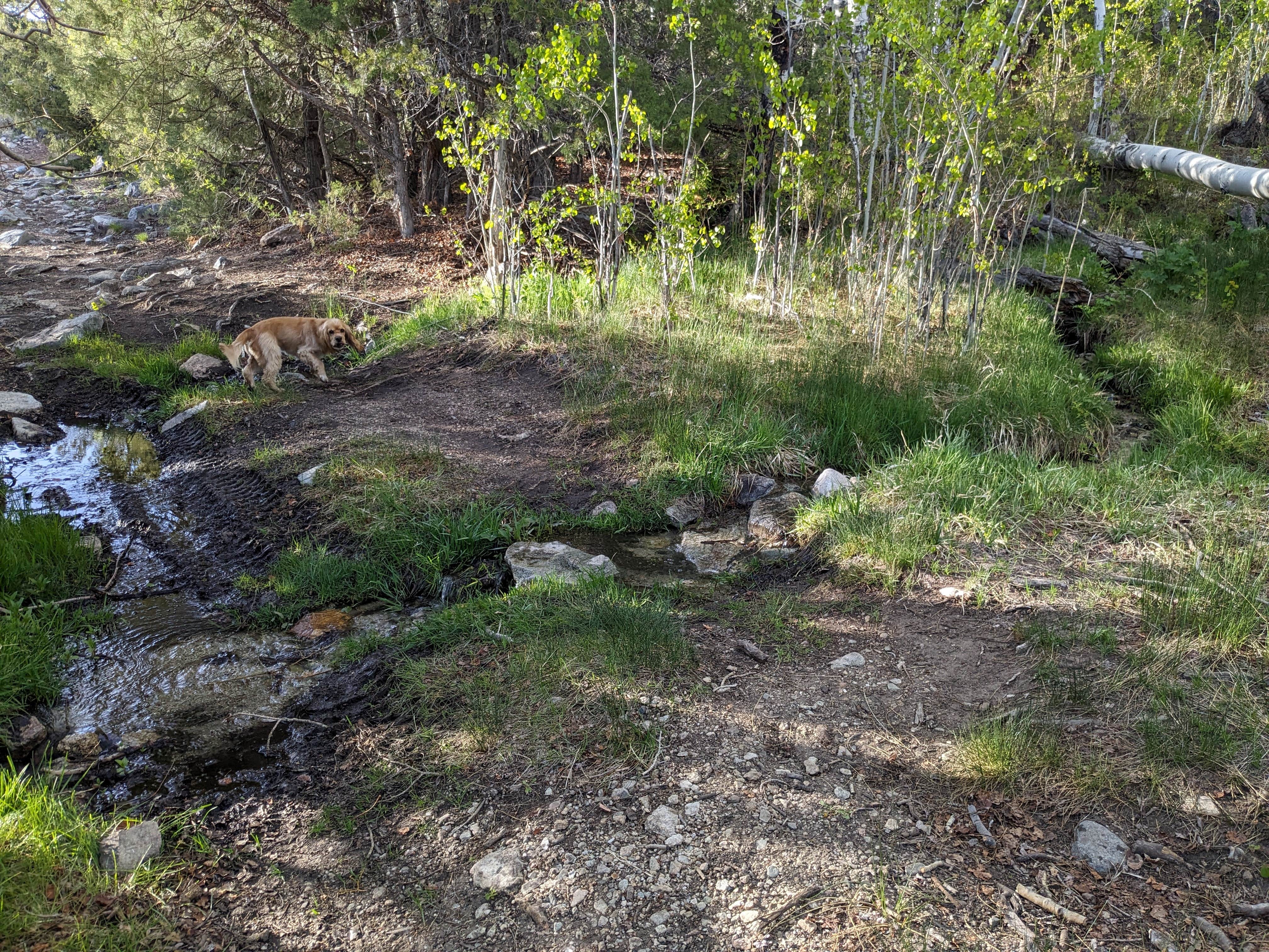 Camper submitted image from 5-Acre Blanca Peak View Camping - 5