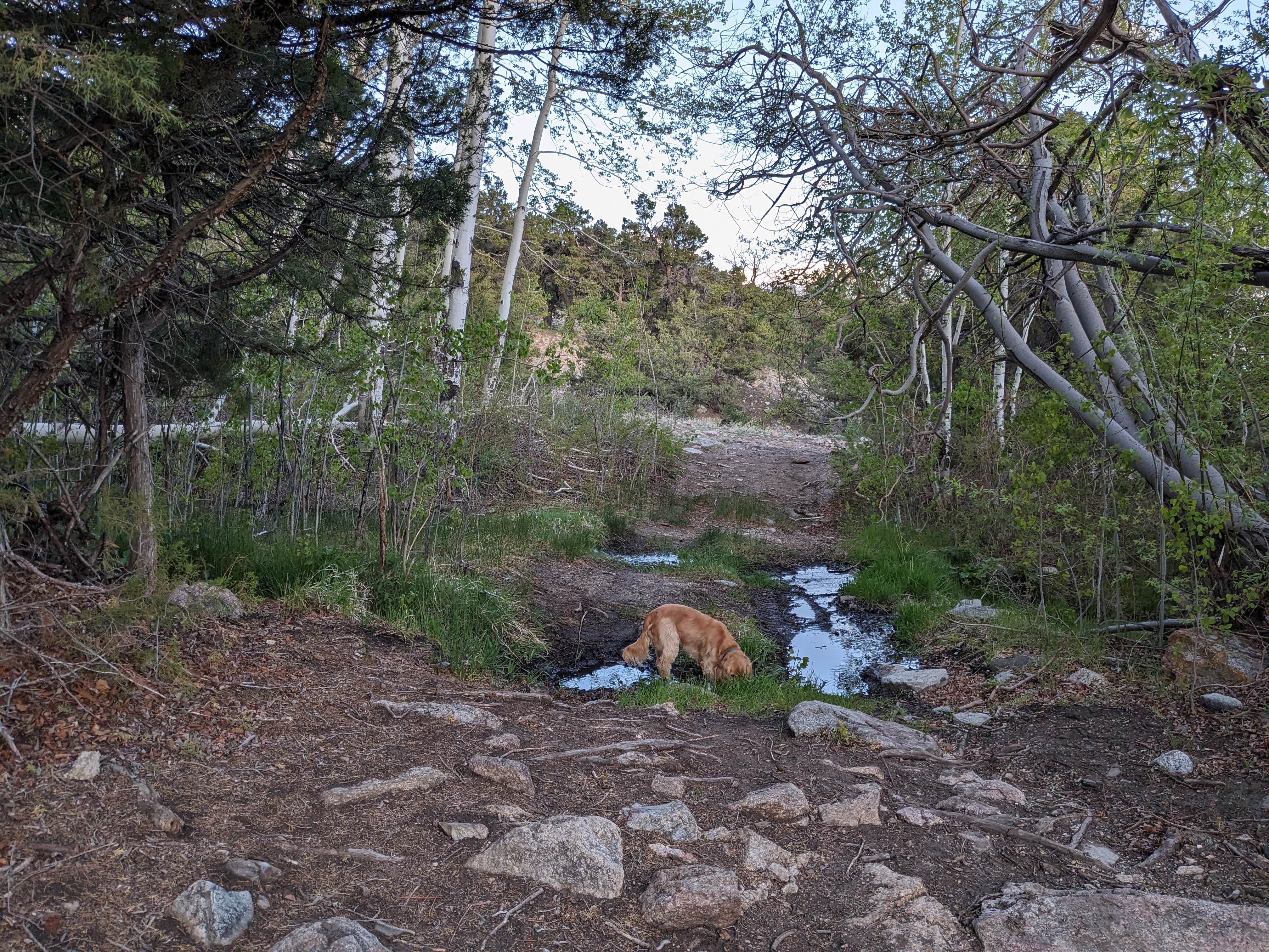 DL M.'s photo of camping with pets at 5-Acre Blanca Peak View Camping near Antonito, CO