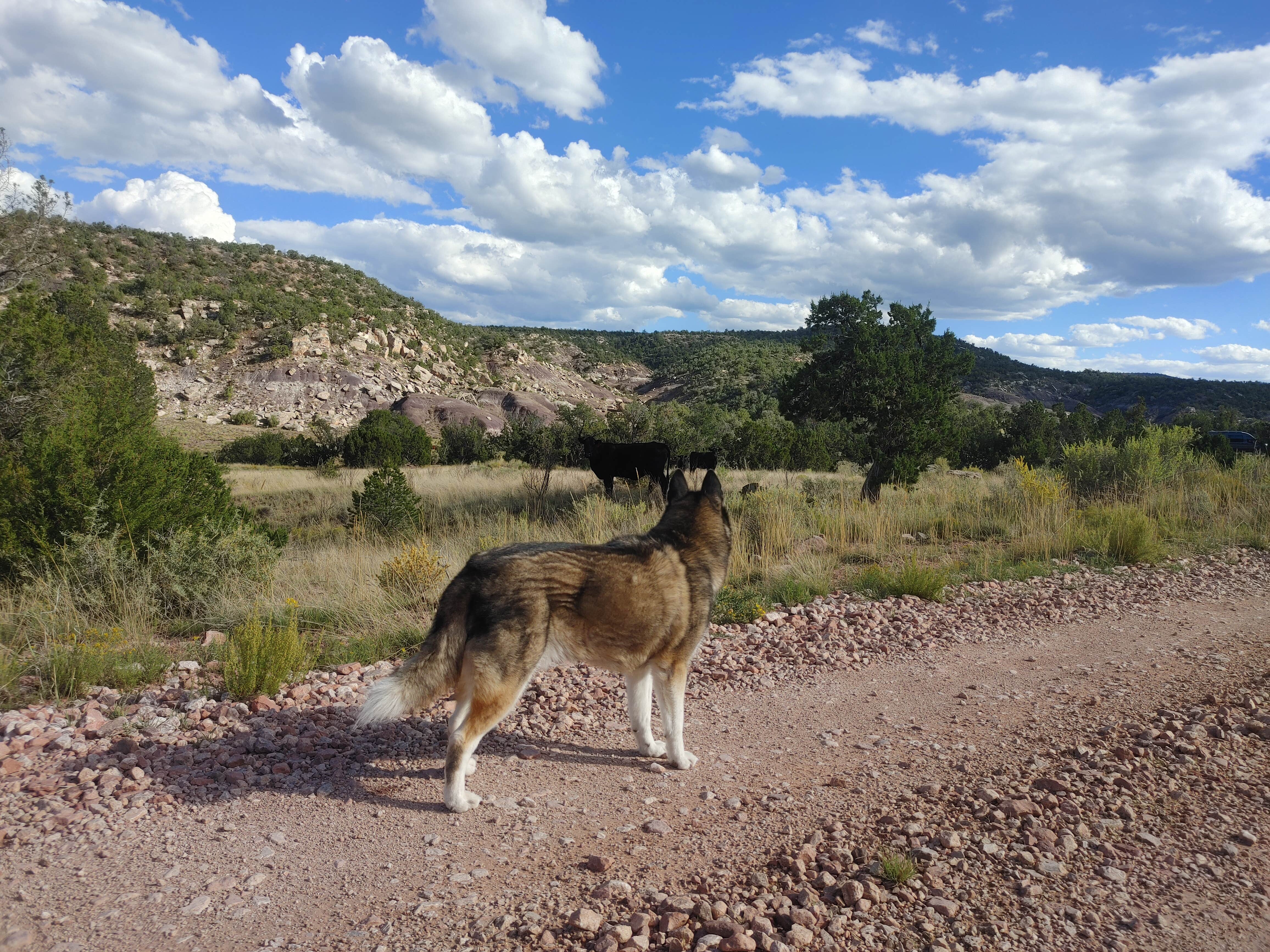 Brandon S.'s photo of camping with pets at Six Mile Canyon - Dispersed Camping near Fort Defiance, AZ