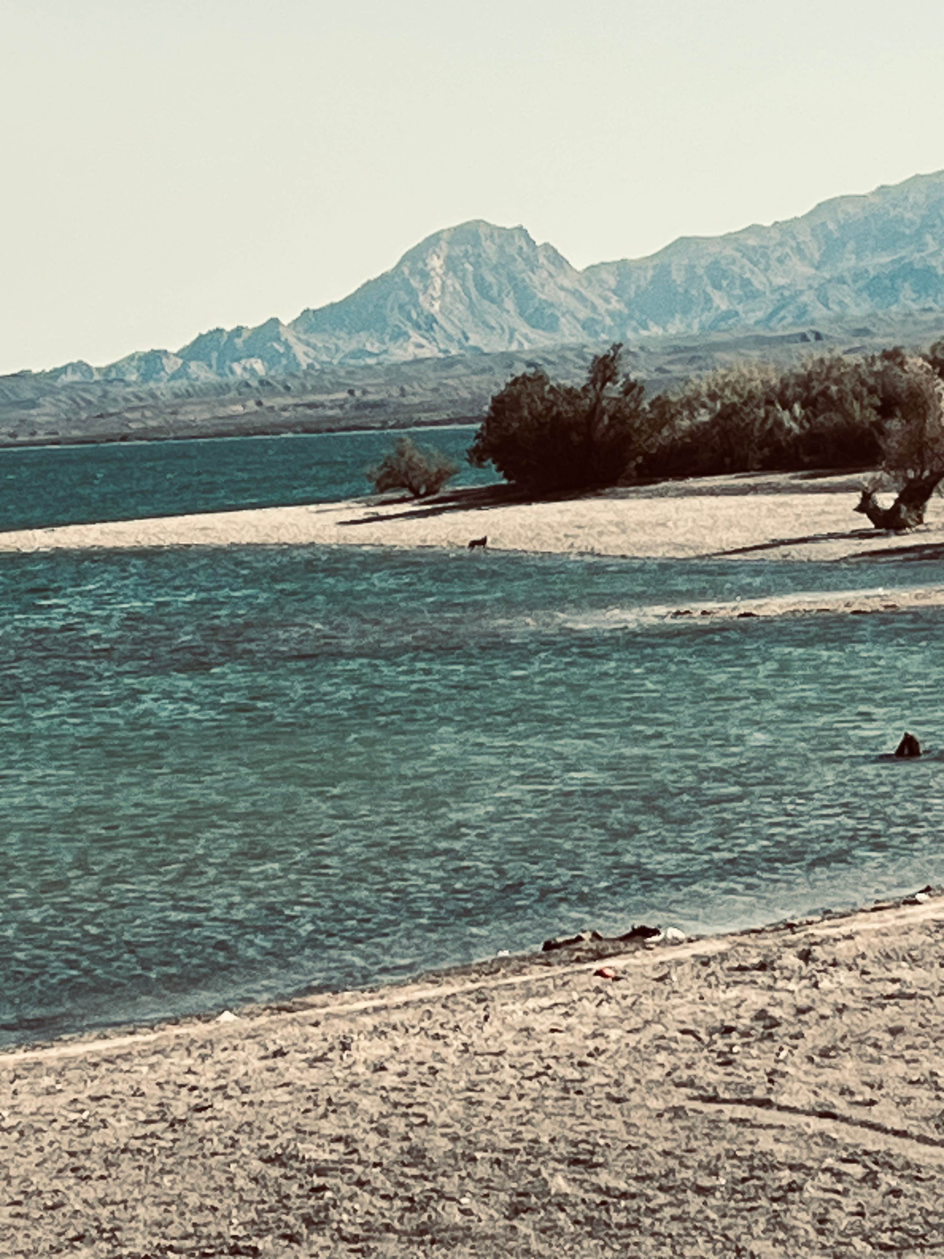 Camper-submitted photo at Six Mile Cove Shoreline Camping — Lake Mead National Recreation Area near Dolan Springs, AZ