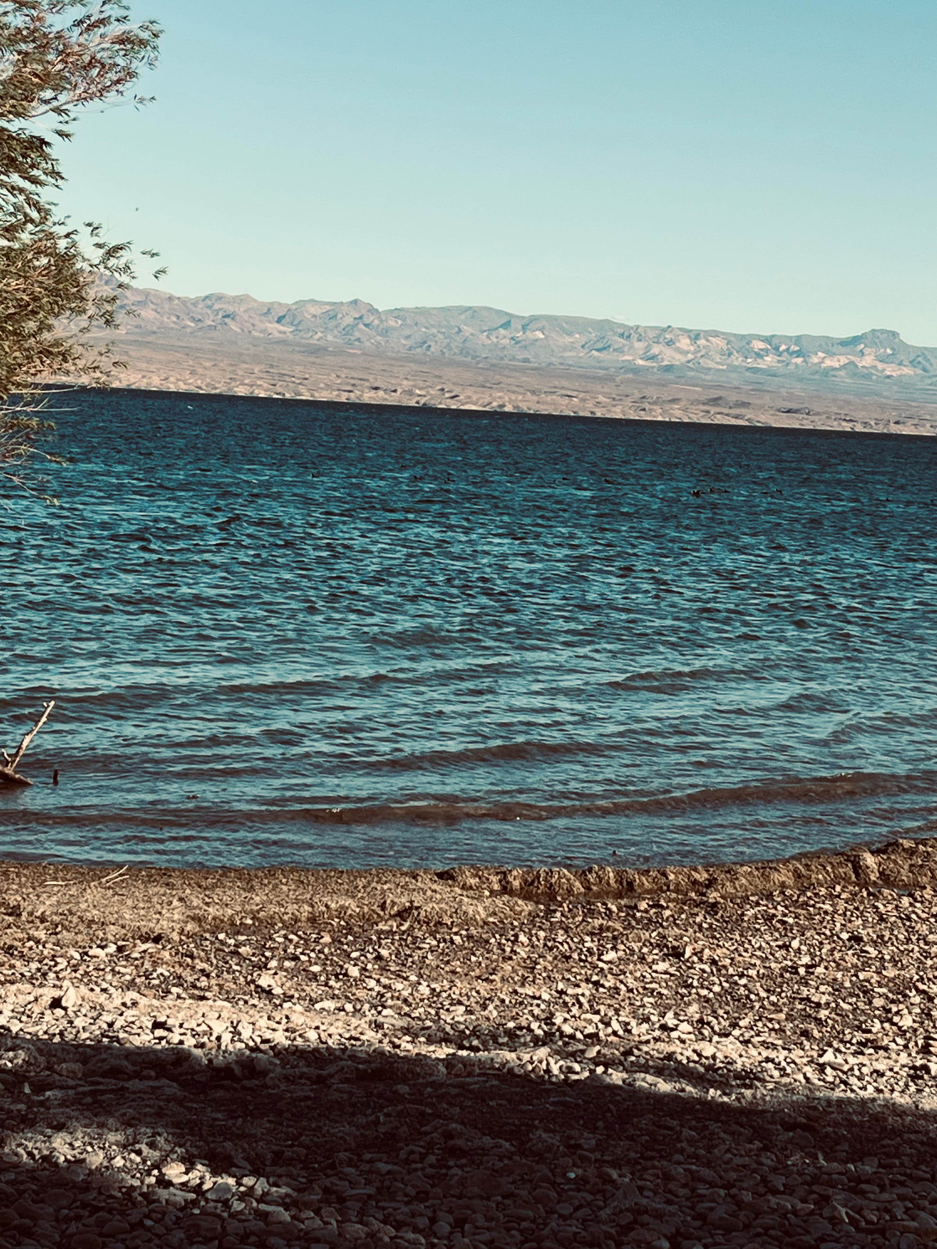 Camper-submitted photo at Six Mile Cove Shoreline Camping — Lake Mead National Recreation Area near Dolan Springs, AZ