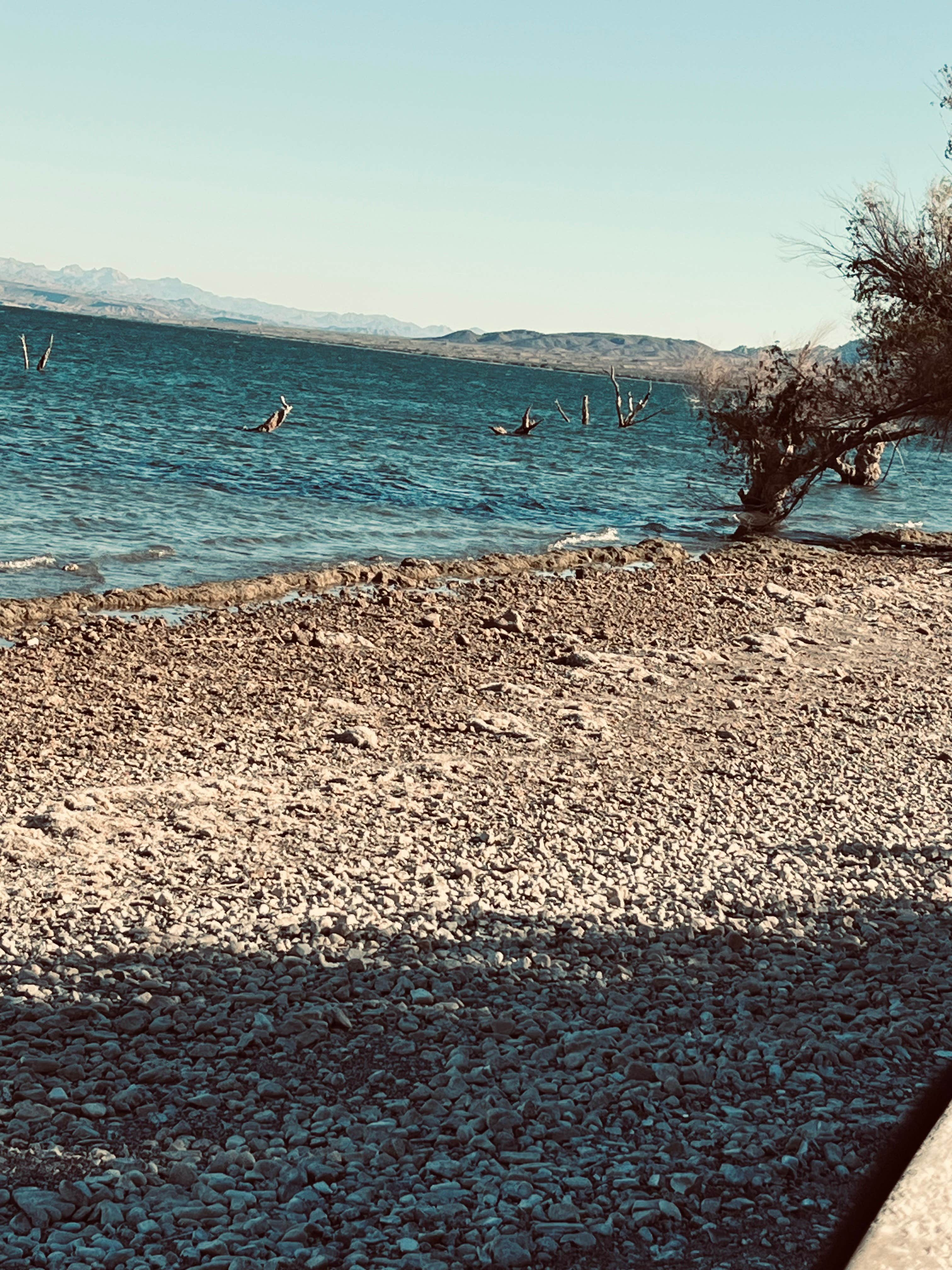 Camper-submitted photo at Six Mile Cove Shoreline Camping — Lake Mead National Recreation Area near Dolan Springs, AZ