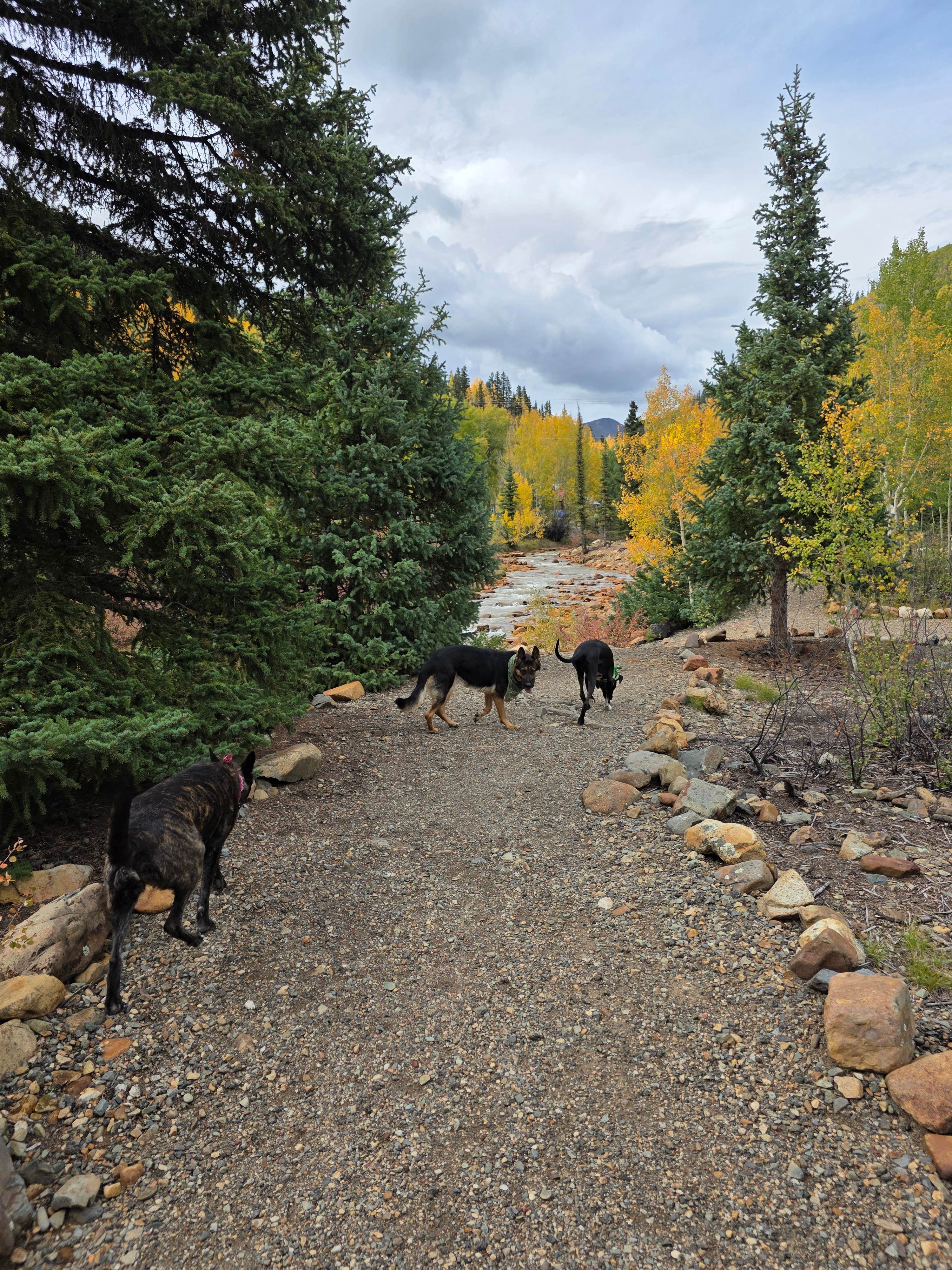 Don R.'s photo of camping with pets at Silverton Lakes RV Resort near Ophir, CO