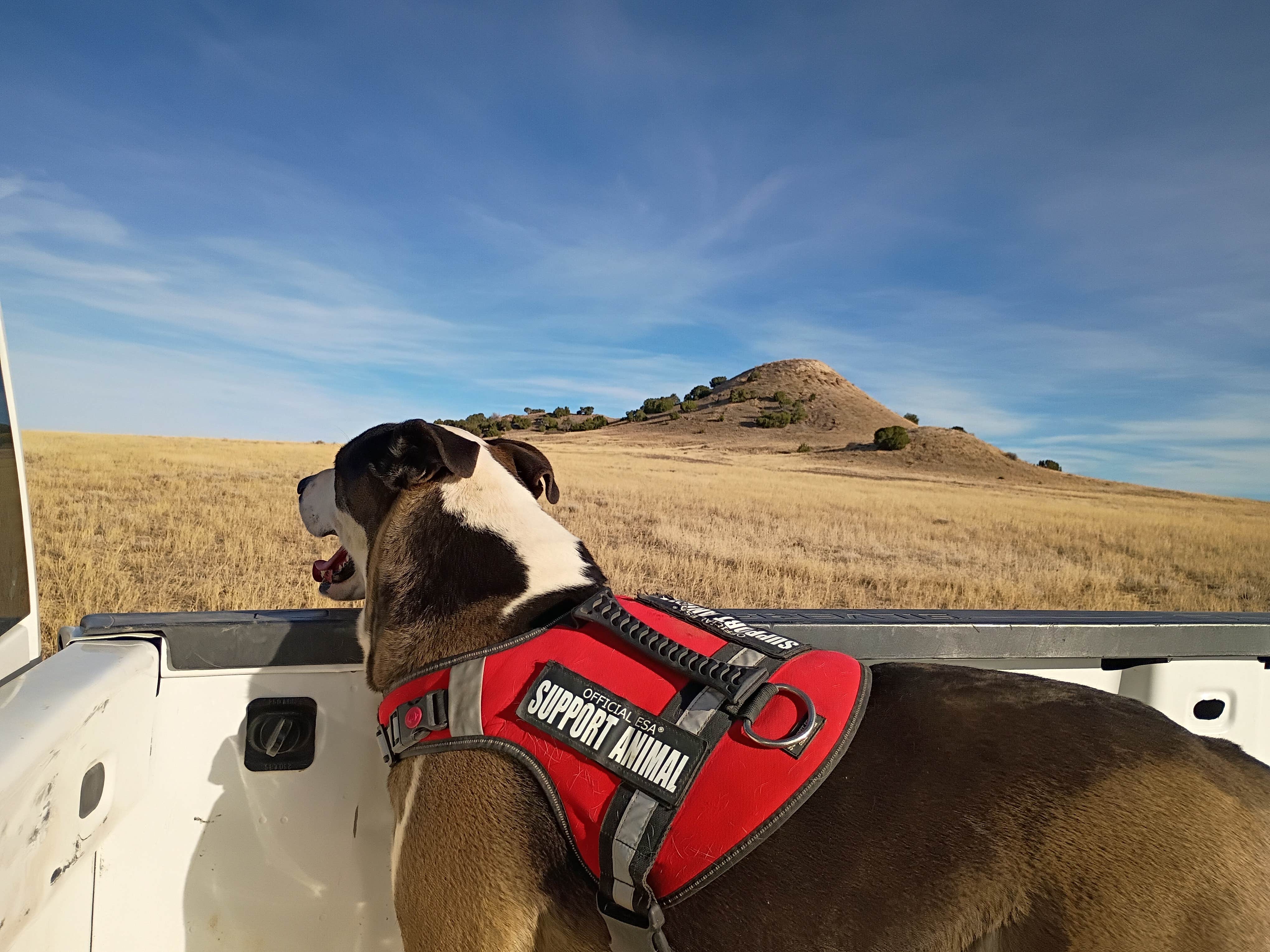 Heather B.'s photo of camping with pets at Aarondale campground near Trinidad, CO