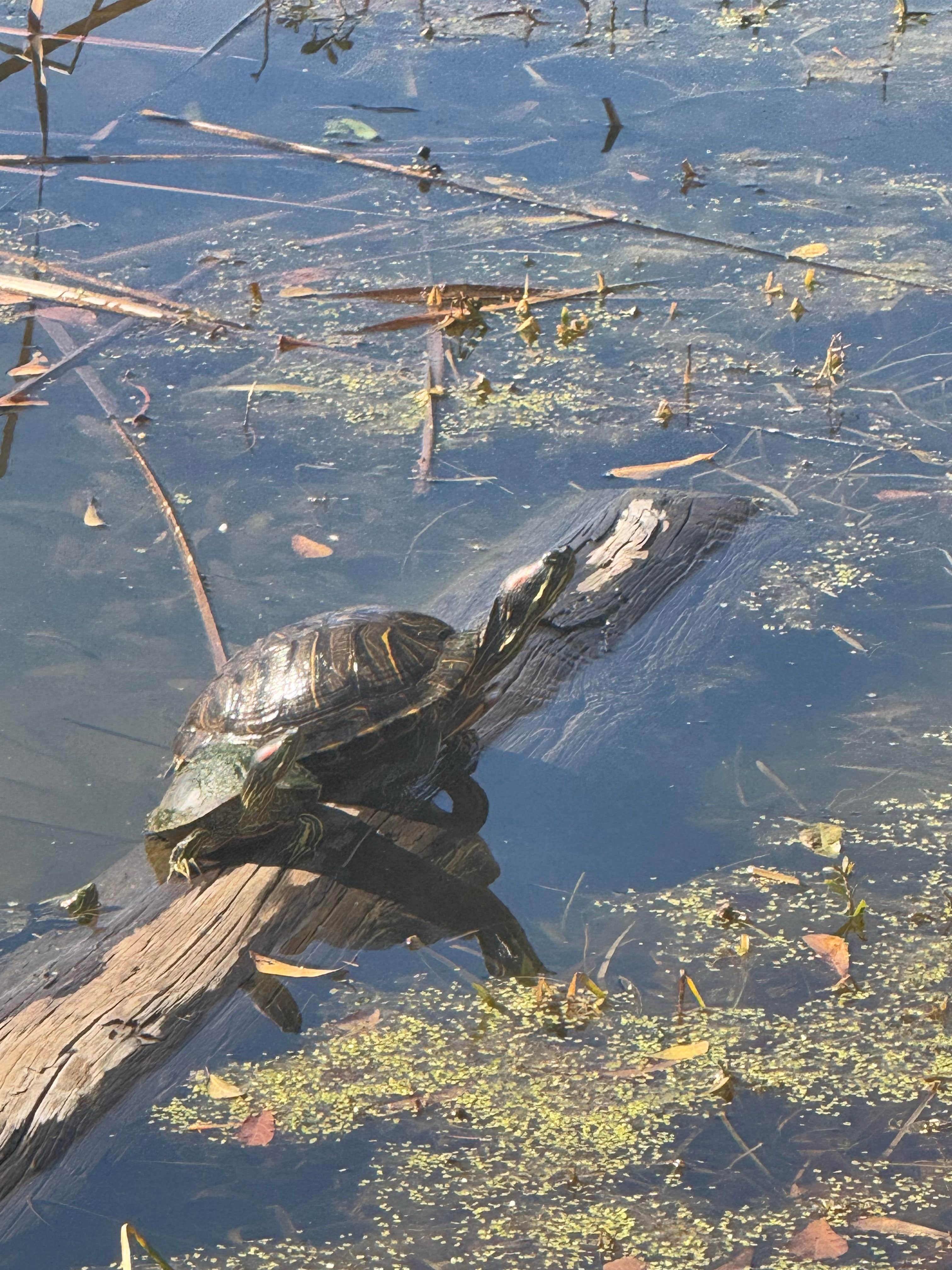Camping near Betty's RV Park: Acadian Oasis RV Park, Lafayette, Louisiana