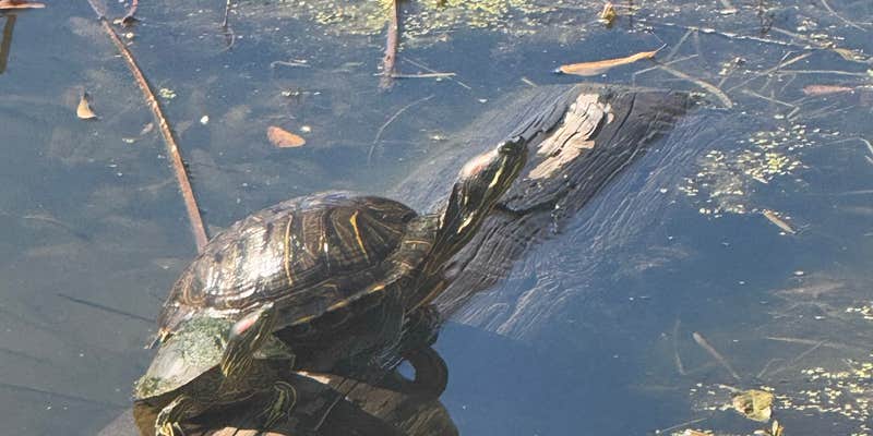 Camper submitted image from Acadian Oasis RV Park