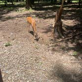 Review photo of Acorn Campground — Beavers Bend State Park by H S., June 24, 2026