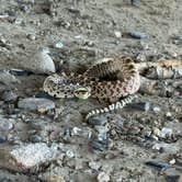 Review photo of Acton Recreation Area by Fa B., July 16, 2026