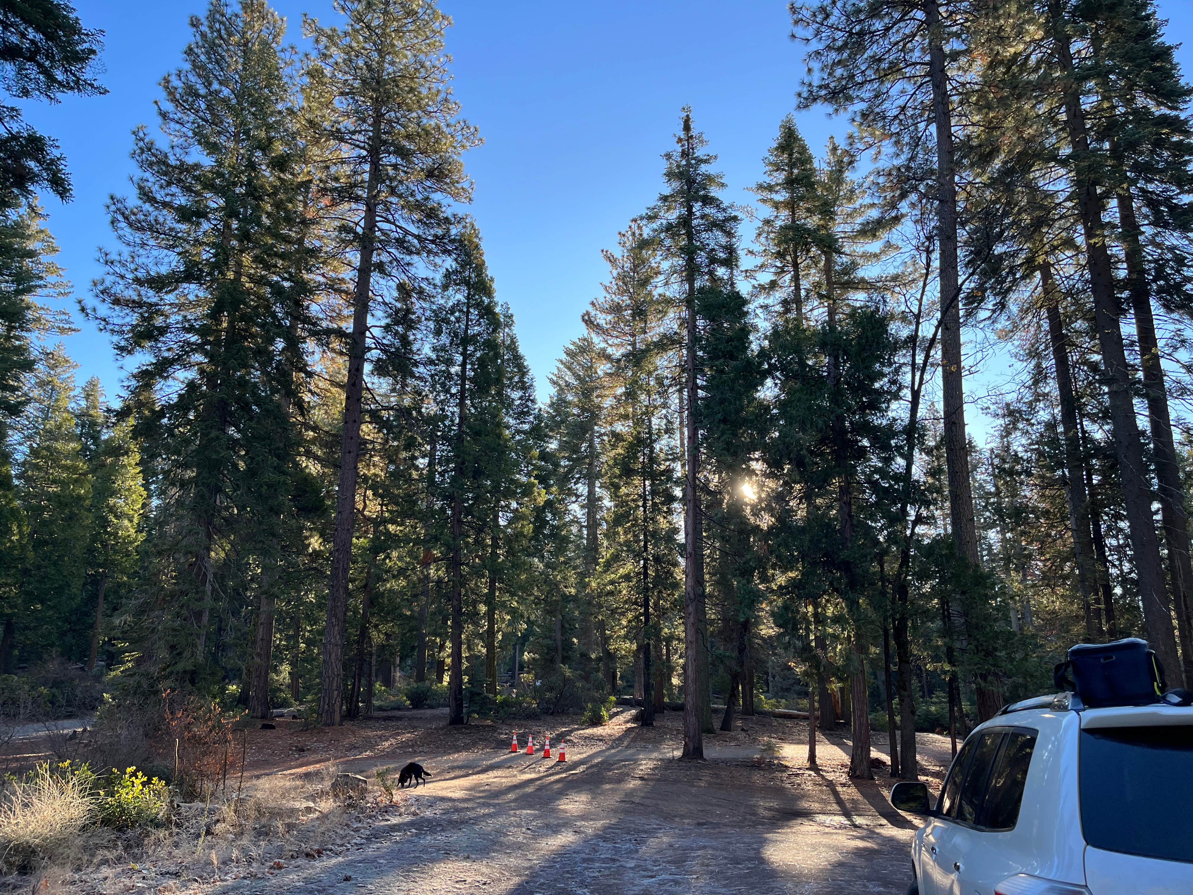 Zoe J.'s photo of camping with pets at Goat Meadow - Dispersed Camp Site near Yosemite Valley, CA