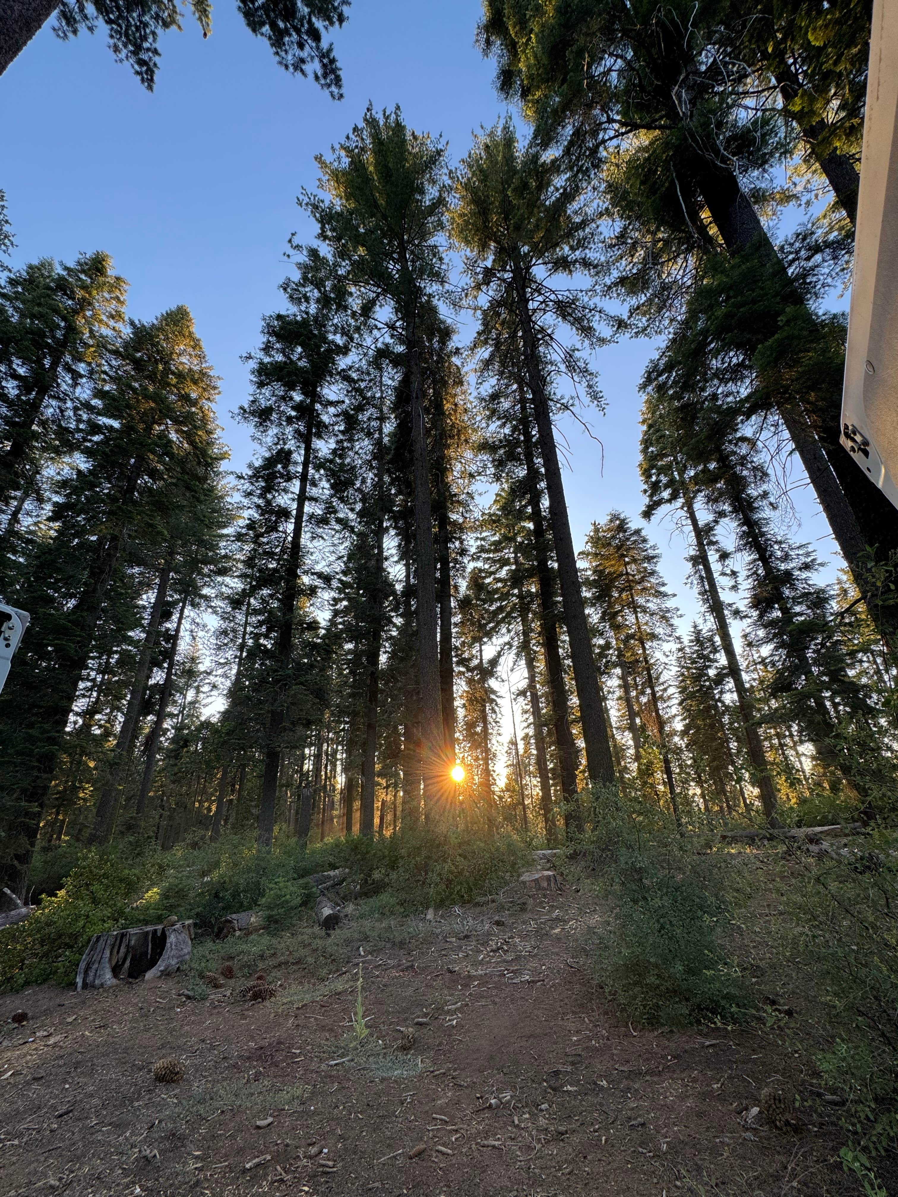 Taryn R.'s photo of a dispersed camping area at Goat Meadow - Dispersed Camp Site near Fresno, CA