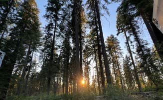 Taryn R.'s photo of a dispersed camping area at Goat Meadow - Dispersed Camp Site near Mariposa, CA