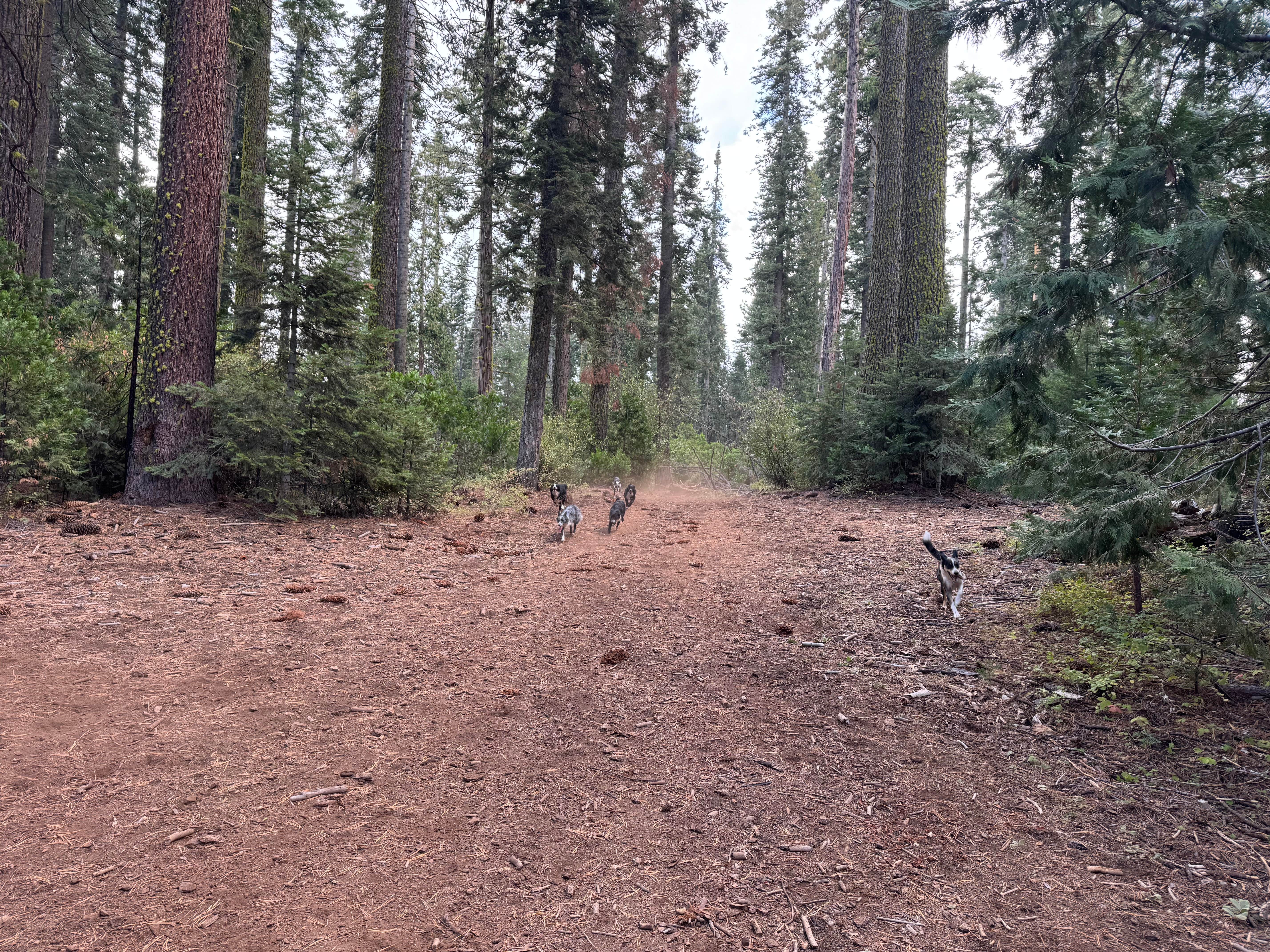 Jordan B.'s photo of camping with pets at Goat Meadow - Dispersed Camp Site near Bass Lake, CA
