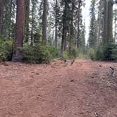 Review photo of Goat Meadow - Dispersed Camp Site by Jordan B., September 30, 2025