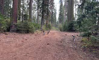 Jordan B.'s photo of camping with pets at Goat Meadow - Dispersed Camp Site near Yosemite Valley, CA