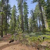 Review photo of Goat Meadow - Dispersed Camp Site by Kevin C., December 19, 2025