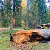 Review photo of Goat Meadow - Dispersed Camp Site by David B., May 22, 2026