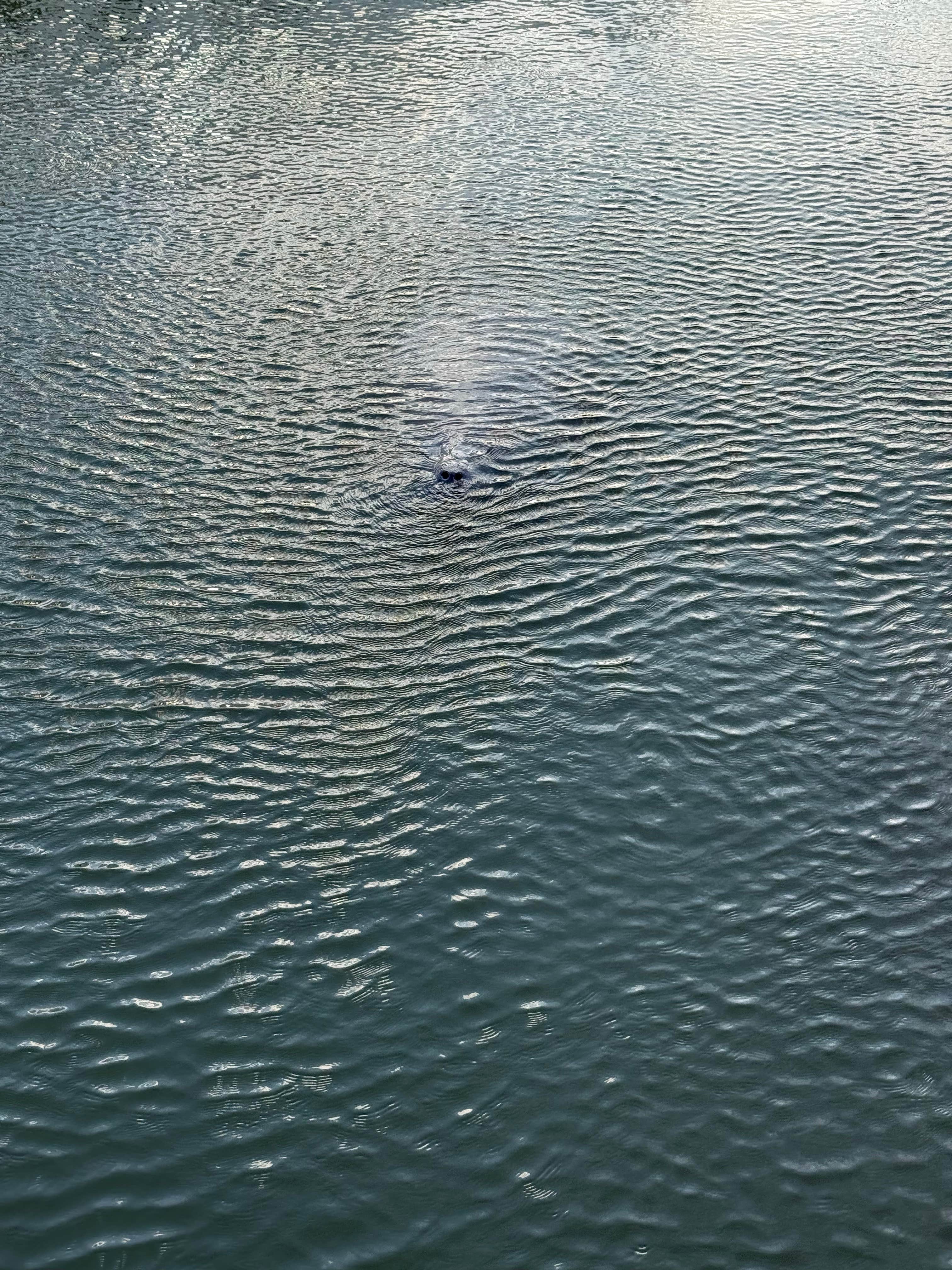 Camper submitted image from Aerojet Canal Boat Landing - 5