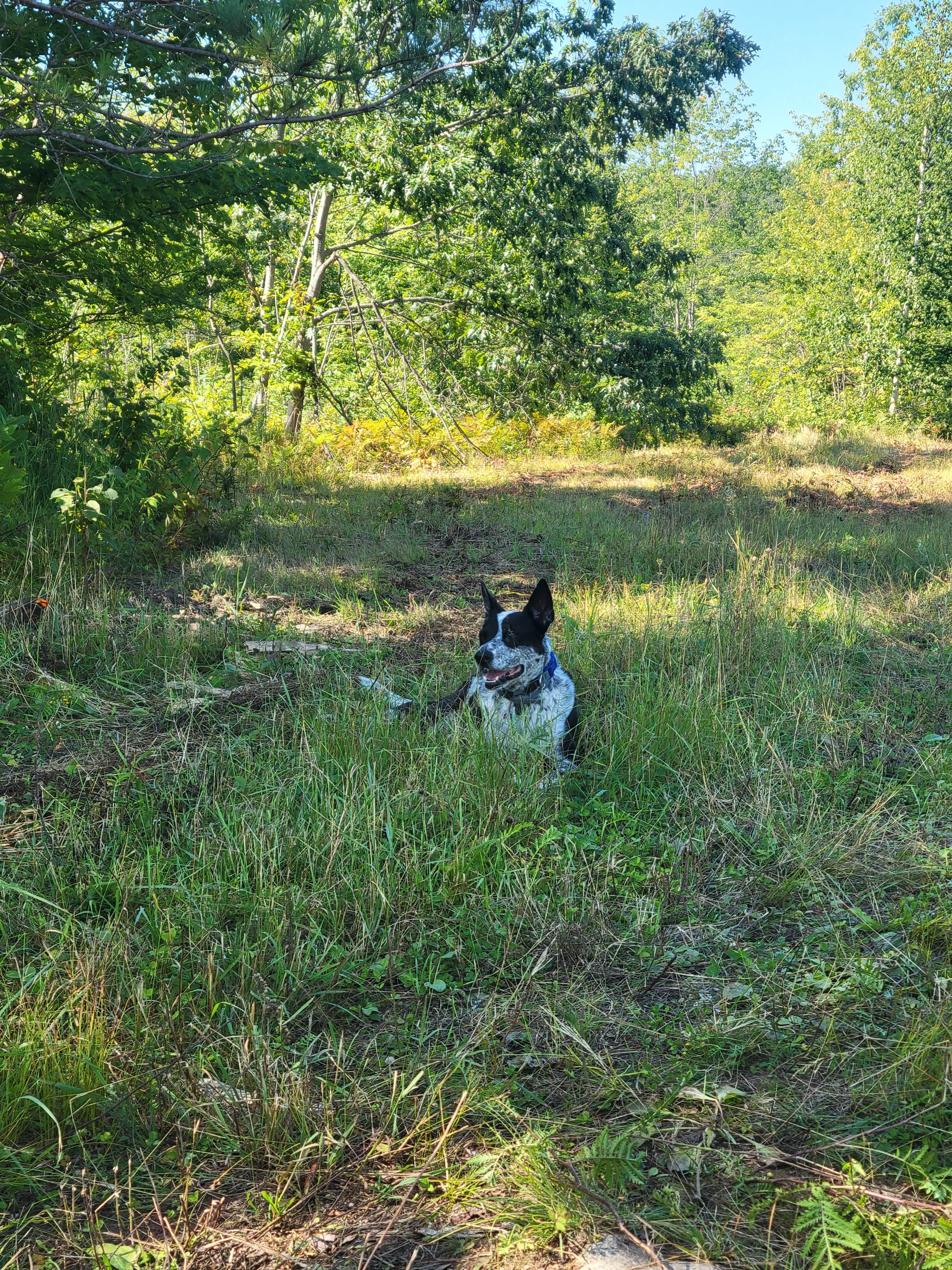 Camper-submitted photo at Afterhours Meadow near Mellen, WI