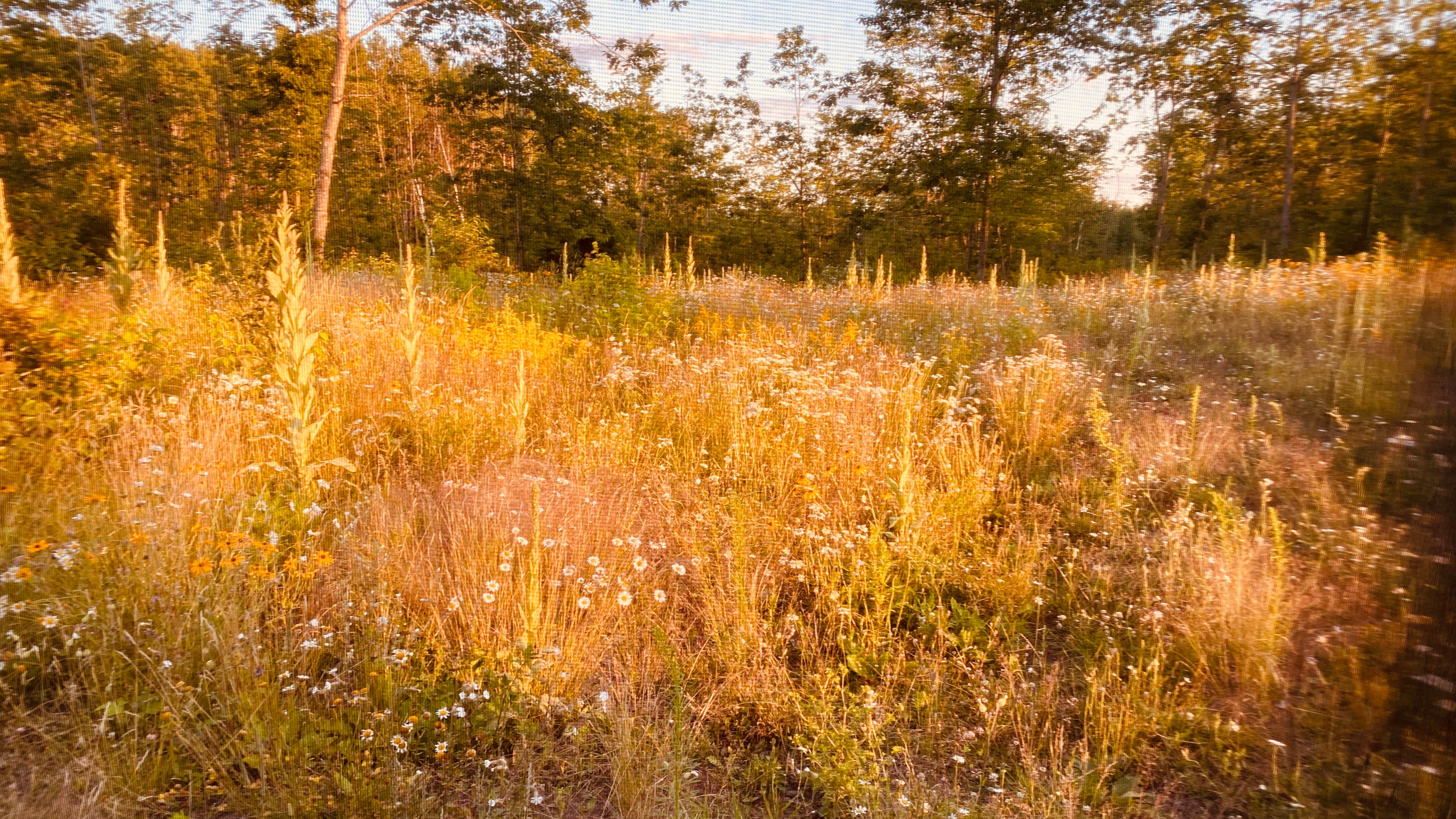 Camper-submitted photo at Afterhours Meadow near Mellen, WI