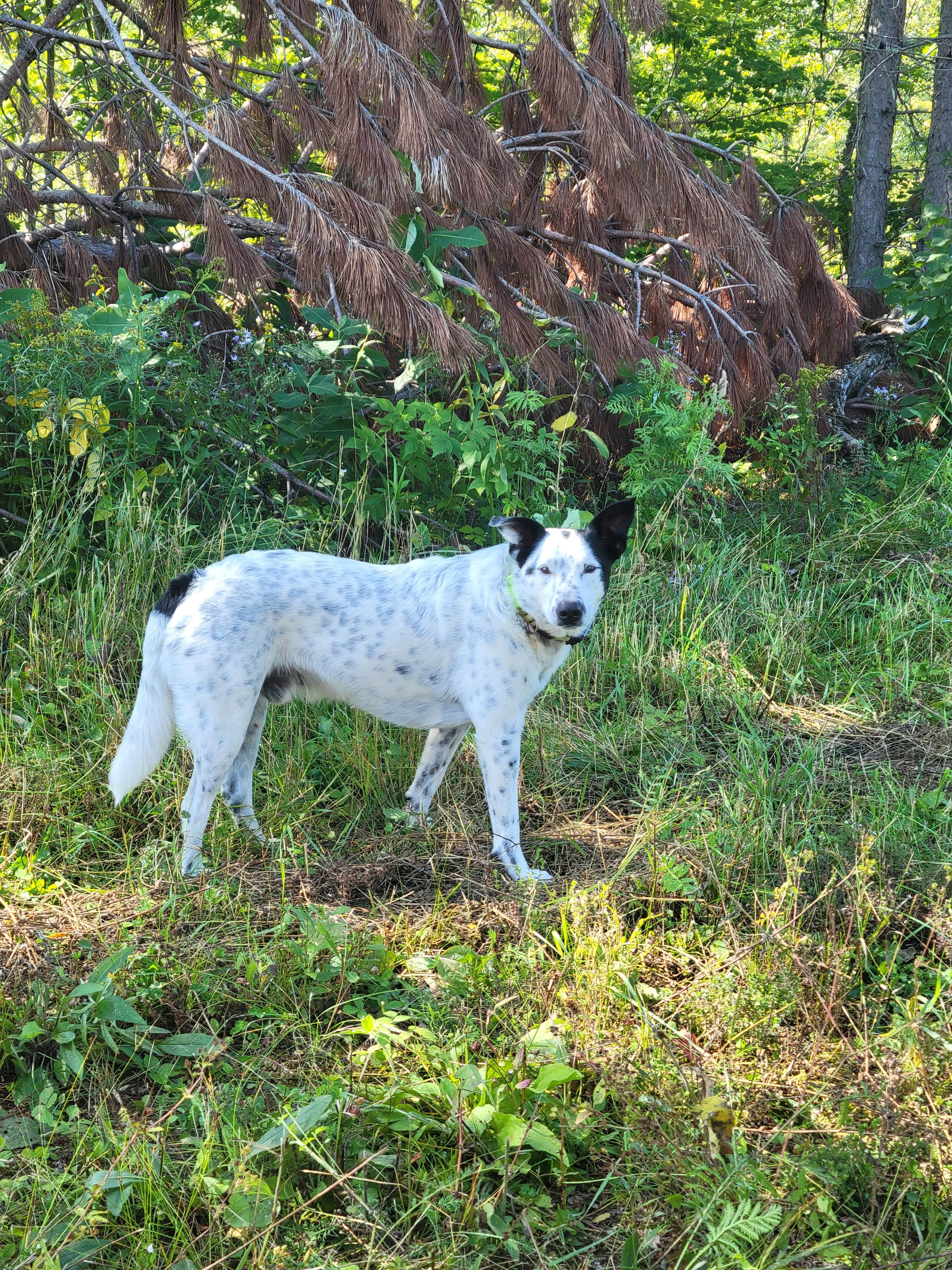 Camper-submitted photo at Afterhours Meadow near Mellen, WI