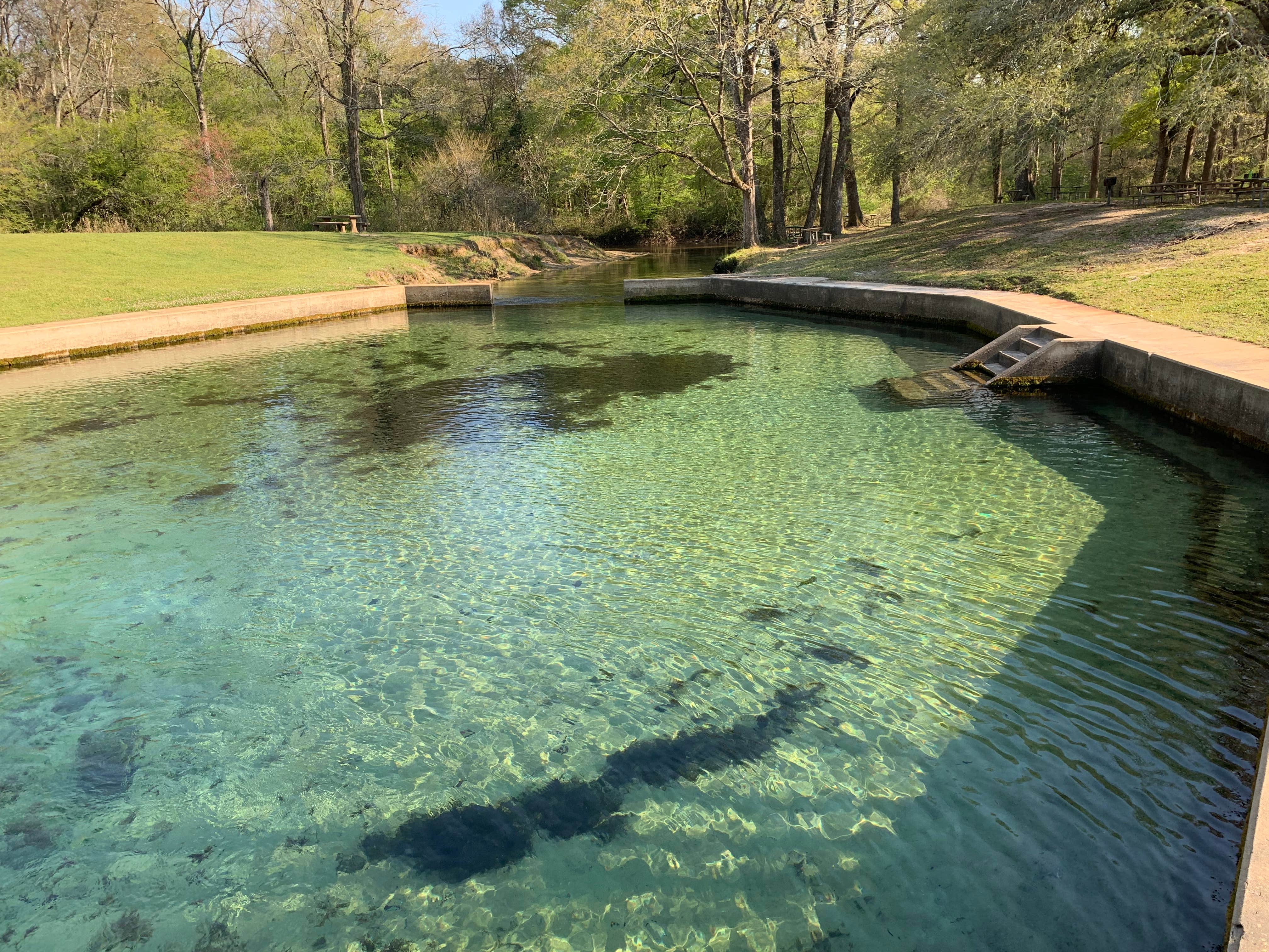 Camper-submitted photo at Blue Springs State Park Campground near Abbeville, AL