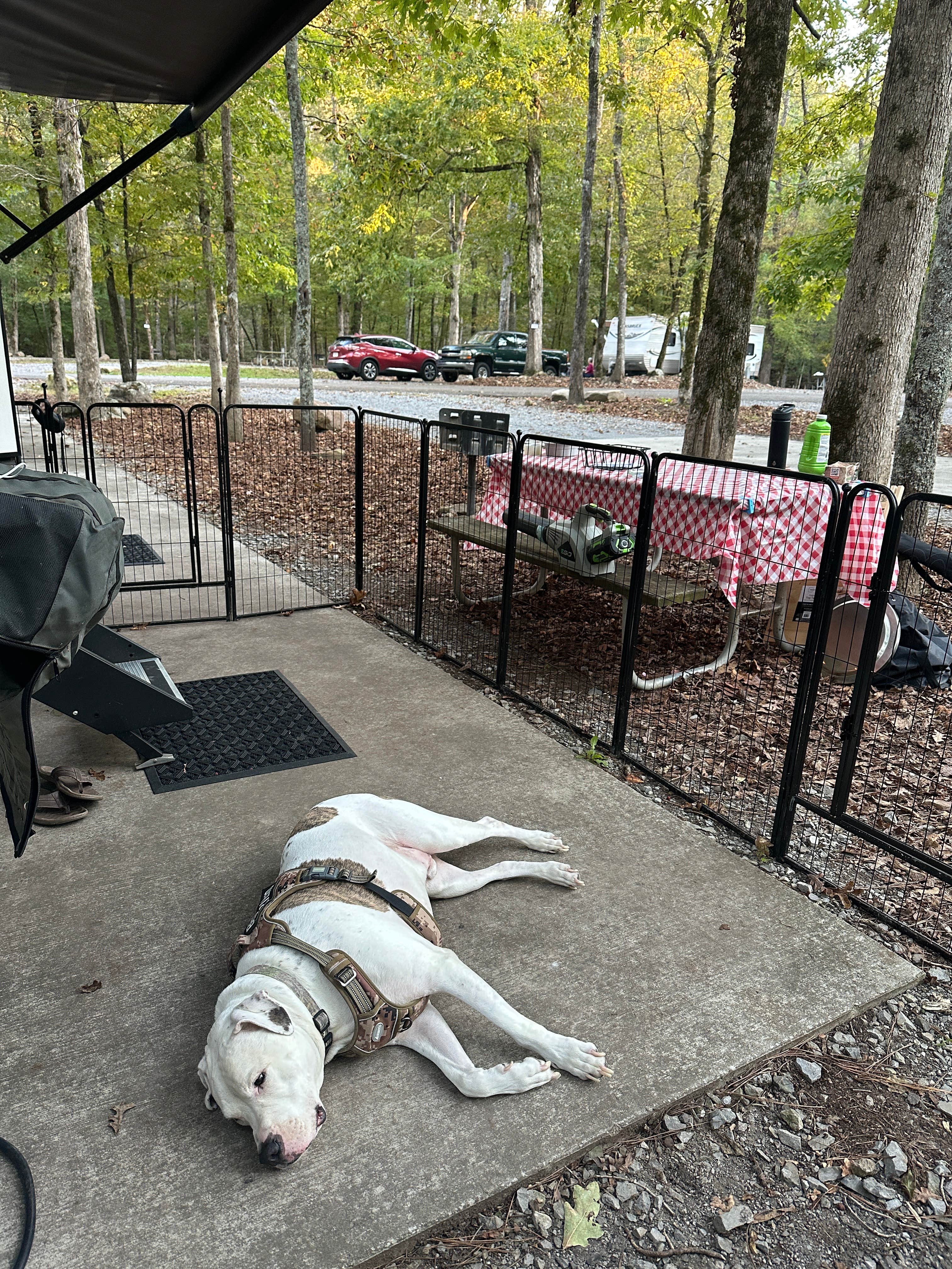 Bill  T.'s photo of camping with pets at Buck's Pocket State Park Campground near Arab, AL