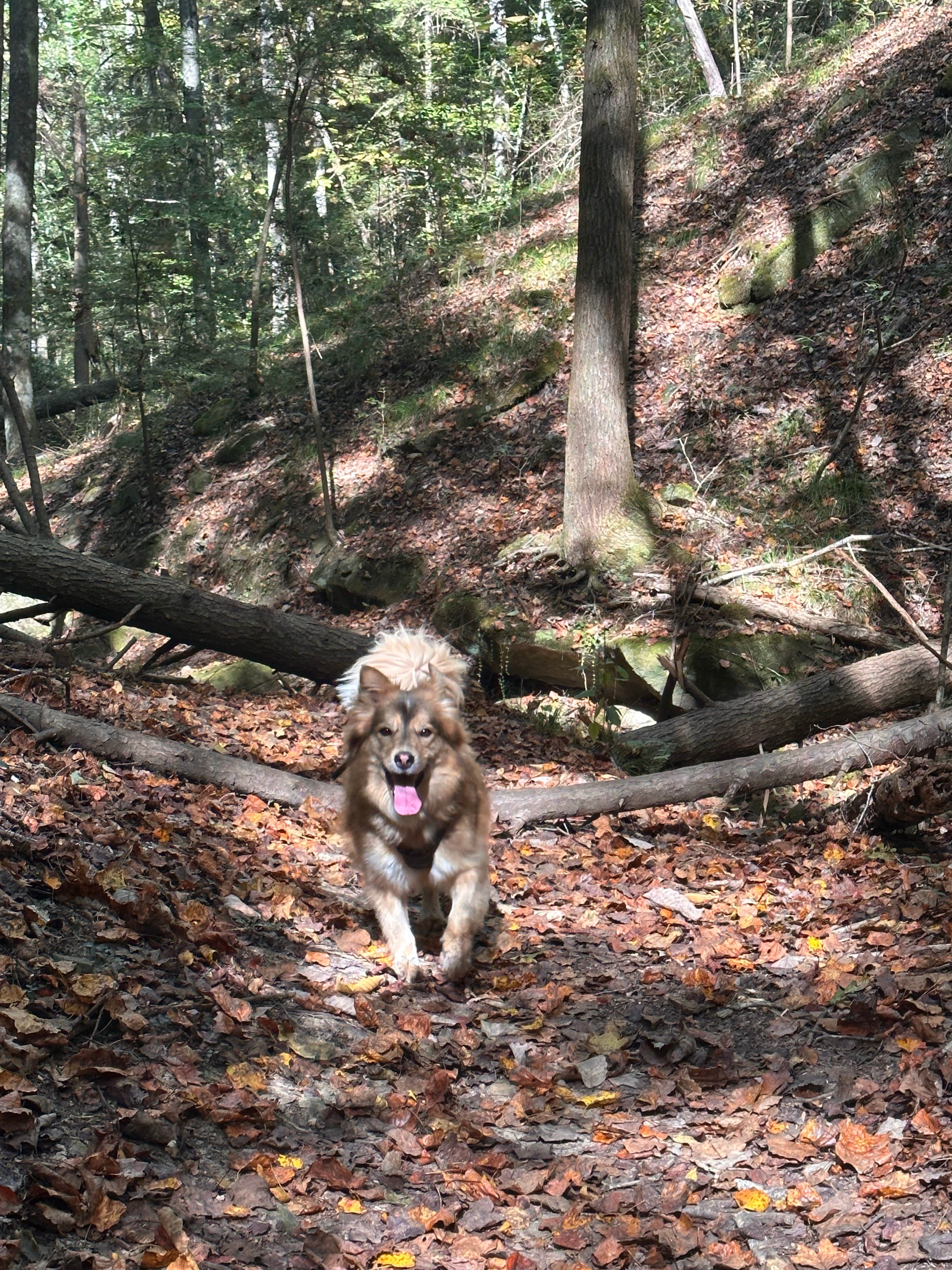 Brittni F.'s photo of camping with pets at Corinth Recreation Area near Bankhead National Forest