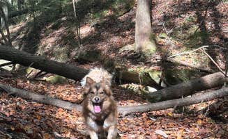 Brittni F.'s photo of camping with pets at Corinth Recreation Area near Natural Bridge, AL
