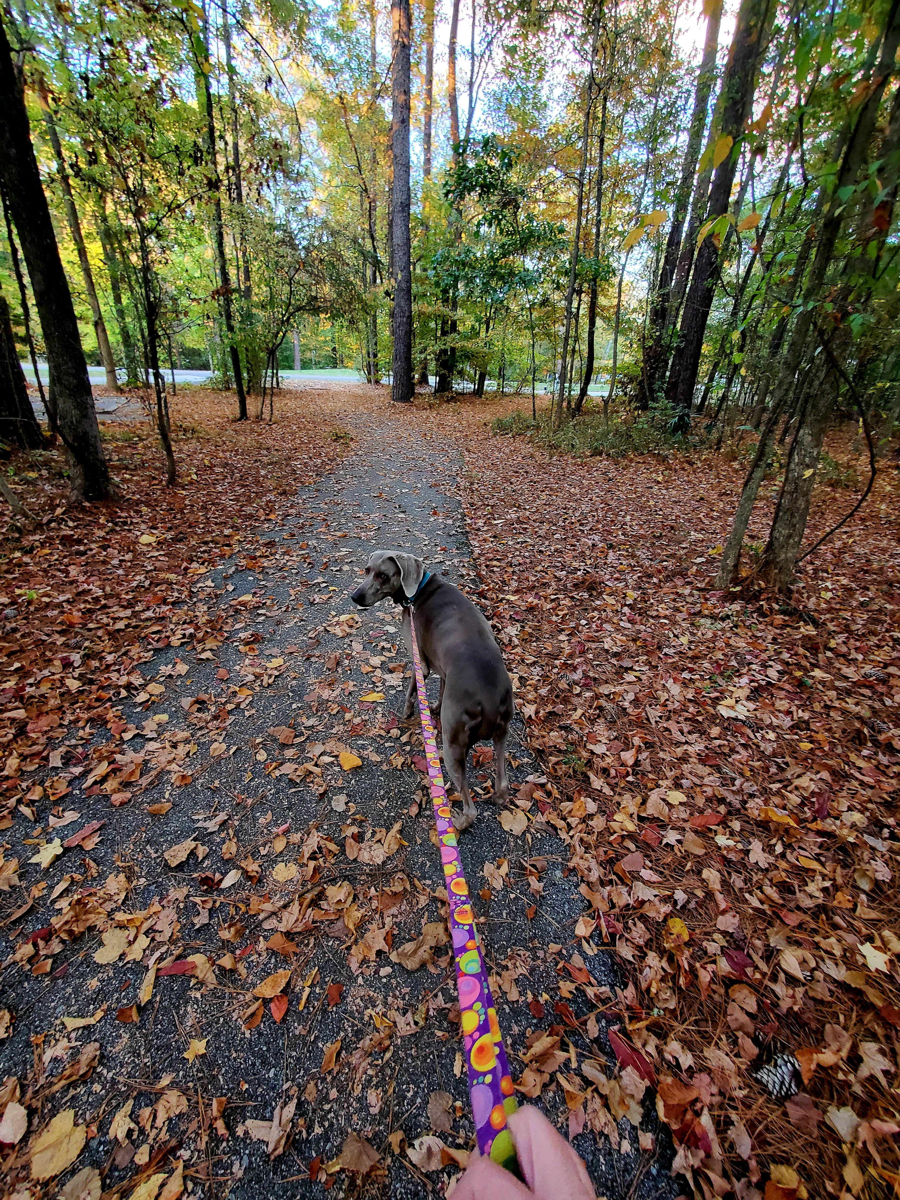 Susan C.'s photo of camping with pets at Gunter Hill near Tallassee, AL