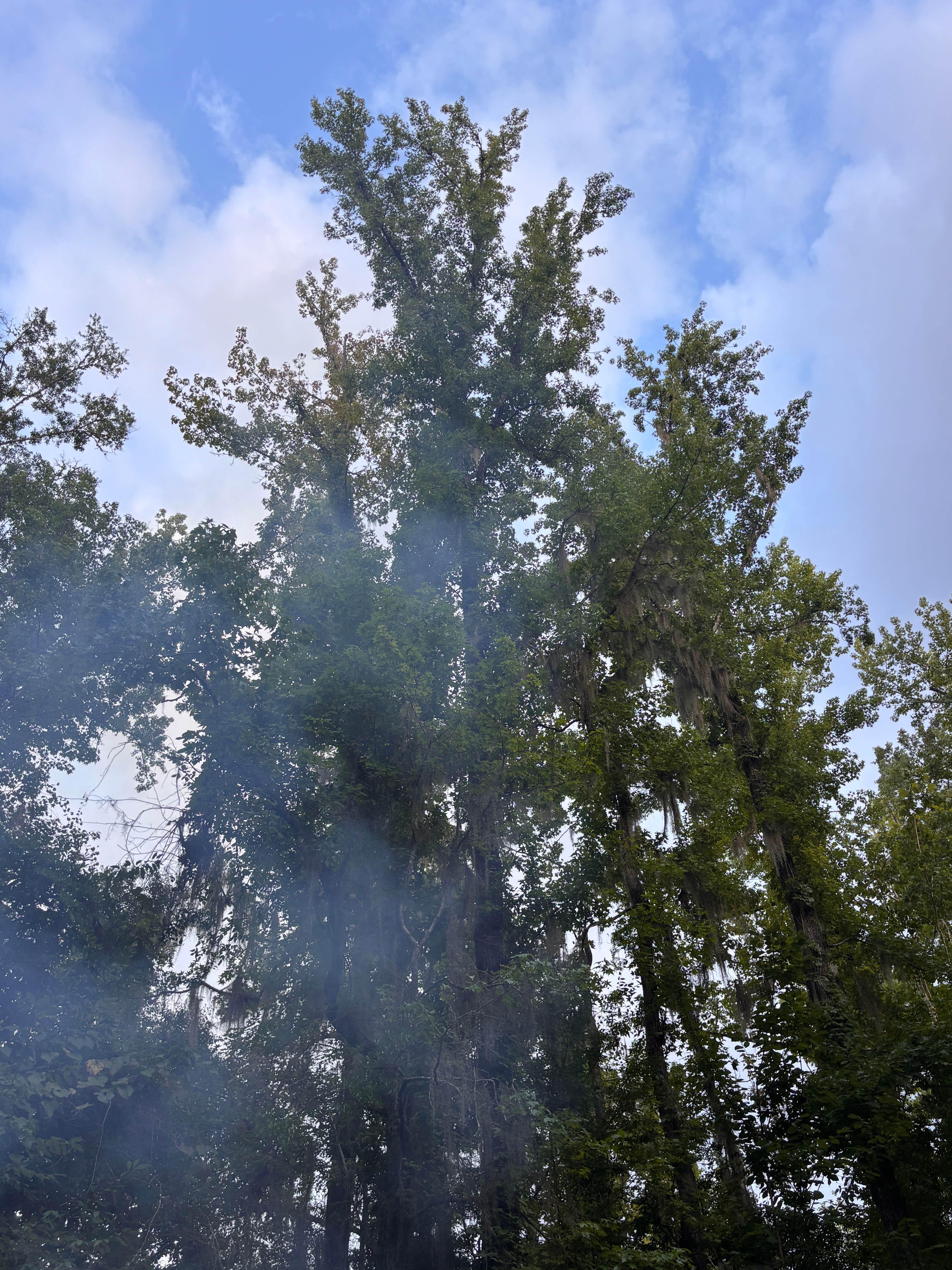 Camper-submitted photo at Lenoir Landing near Silas, AL