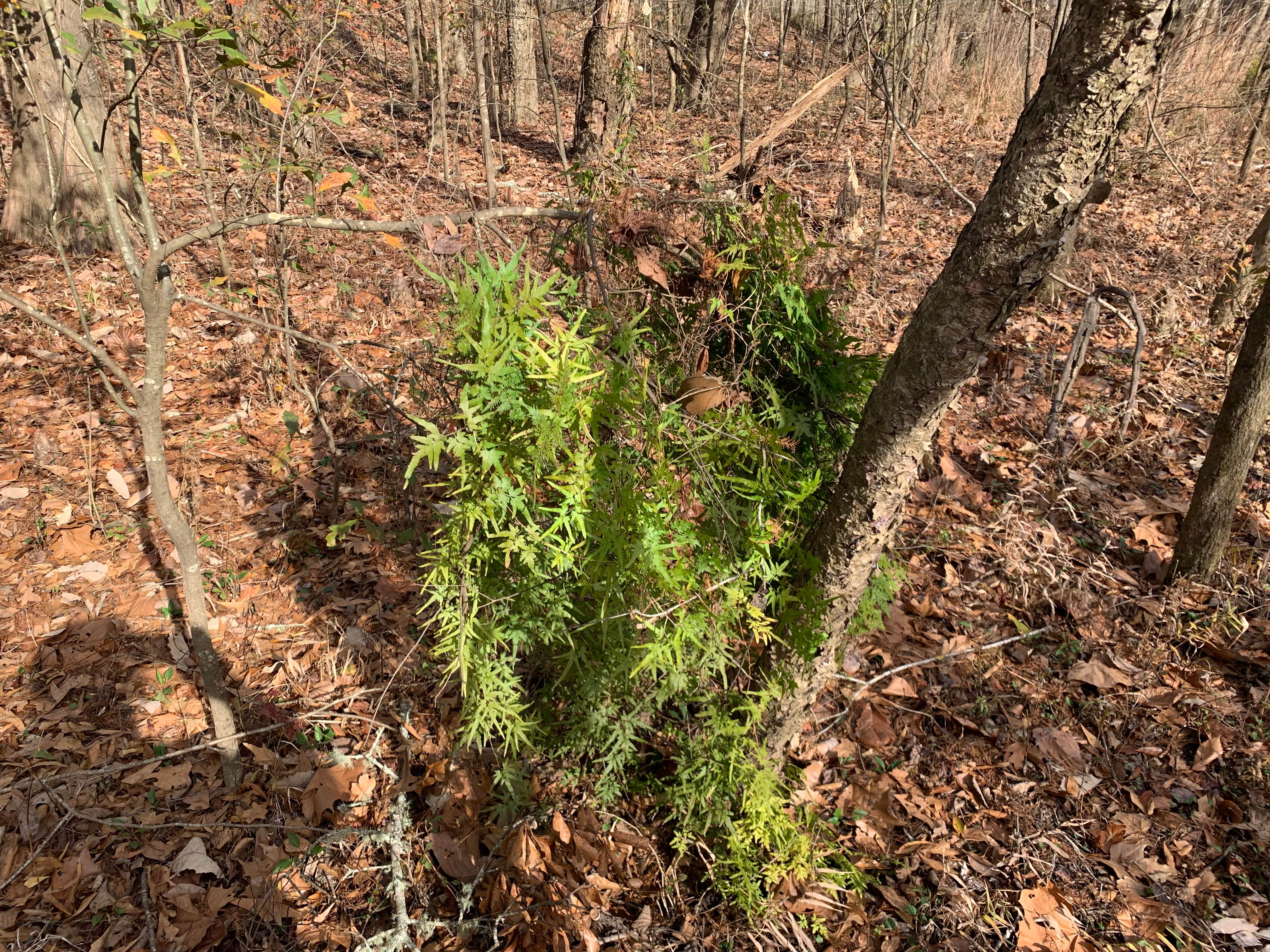 Camper-submitted photo at Lenoir Landing near Silas, AL