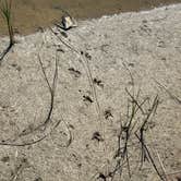 Review photo of Meaher State Park Campground by Ursula , March 28, 2026