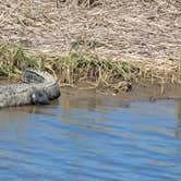 Review photo of Meaher State Park Campground by Ursula , March 28, 2026