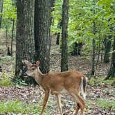 Review photo of Monte Sano State Park Campground by L&A C., June 1, 2024