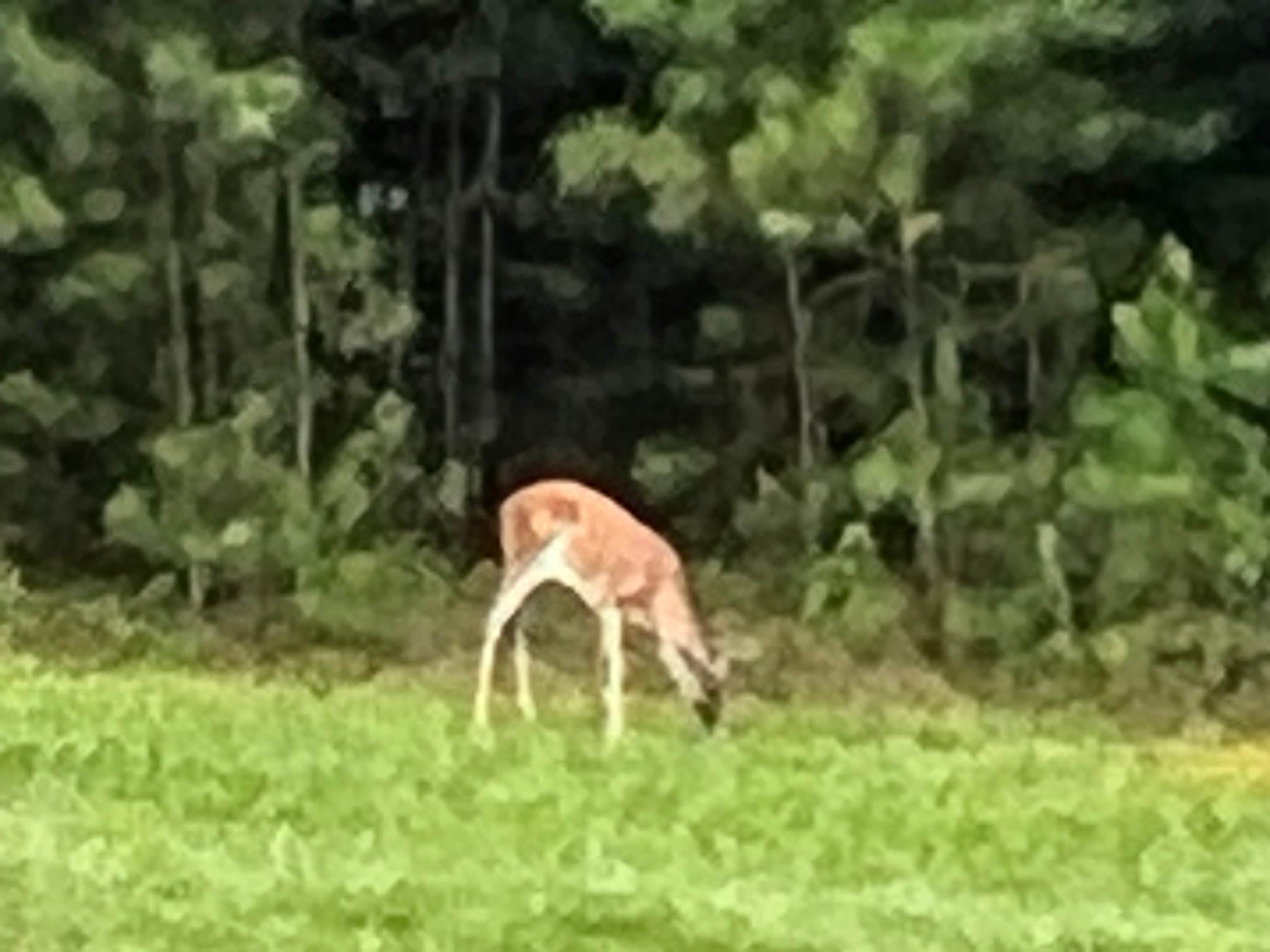 Randi P.'s photo of camping with pets at Tannehill Ironworks Historical State Park Campground near Cordova, AL