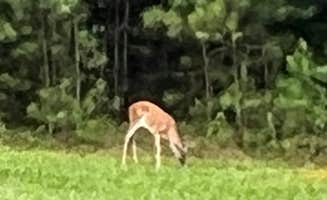 Randi P.'s photo of camping with pets at Tannehill Ironworks Historical State Park Campground near Birmingham, AL
