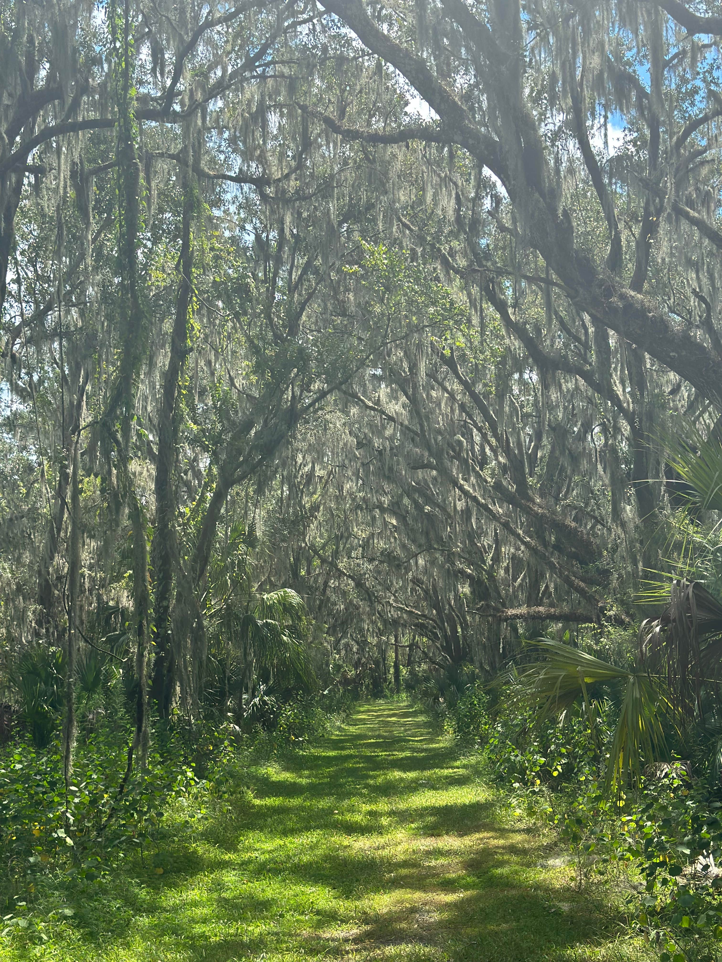 Camper submitted image from Alafia River Corridor Nature Preserve - 1