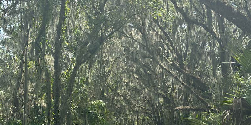 Camper submitted image from Alafia River Corridor Nature Preserve