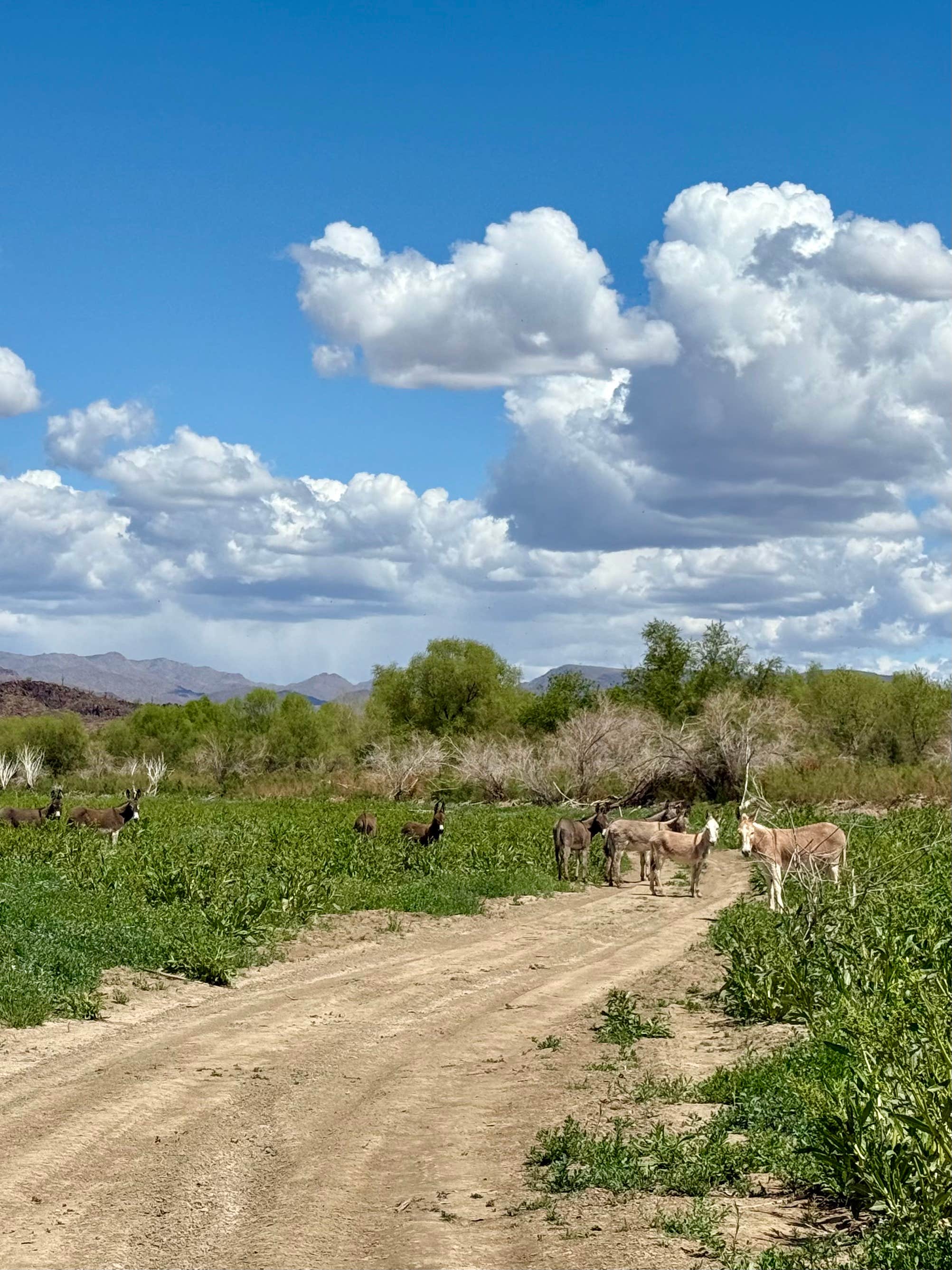@57overlander C.'s photo of a dispersed camping area at Alamo Lake Dispersed Campsite near Aguila, AZ