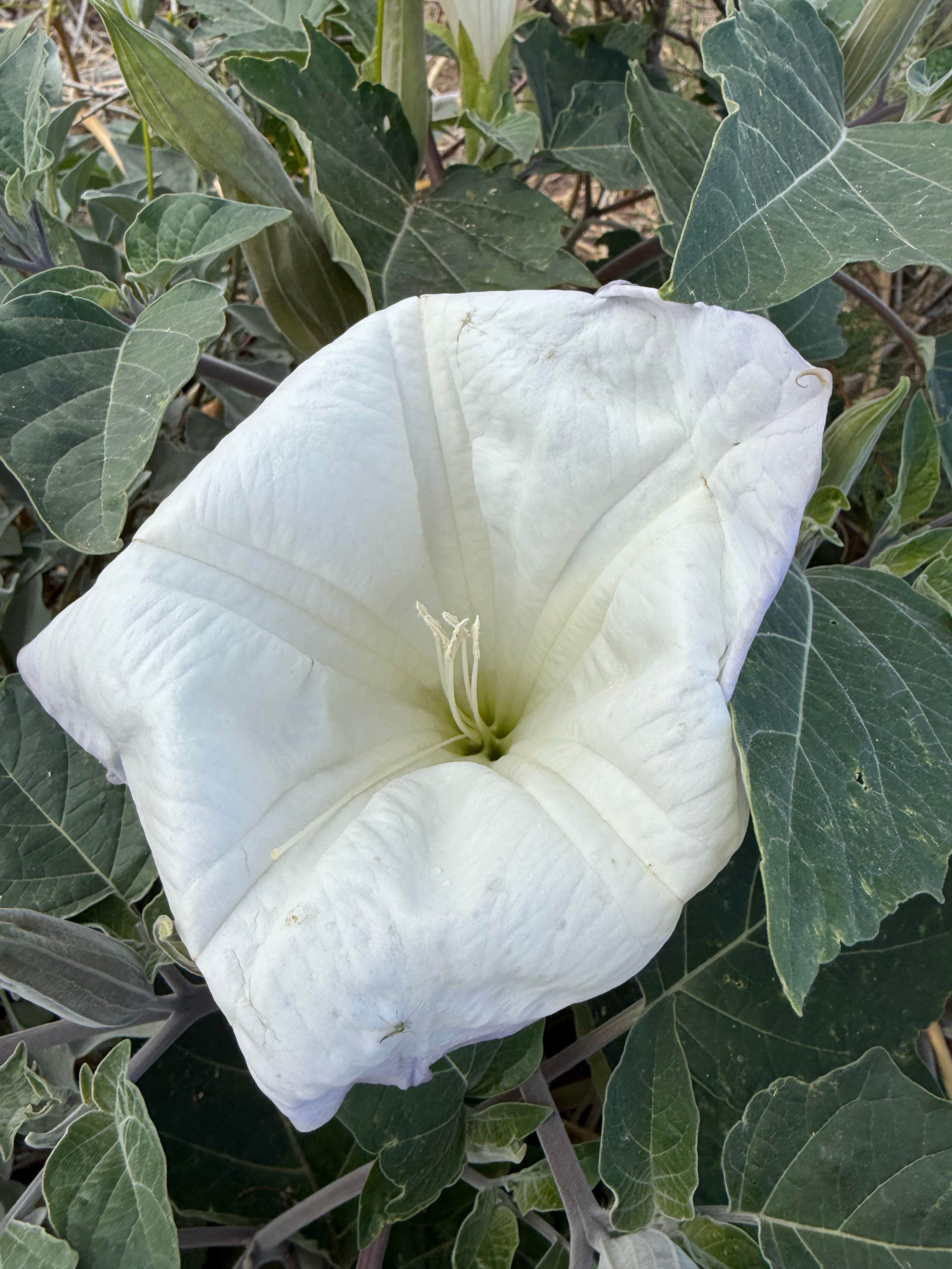 Camping near Dazzo's Desert Oasis RV Park: Alamo Lake Dispersed Campsite, Wenden, Arizona