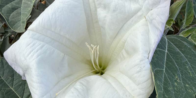 Camper submitted image from Alamo Lake Dispersed Campsite